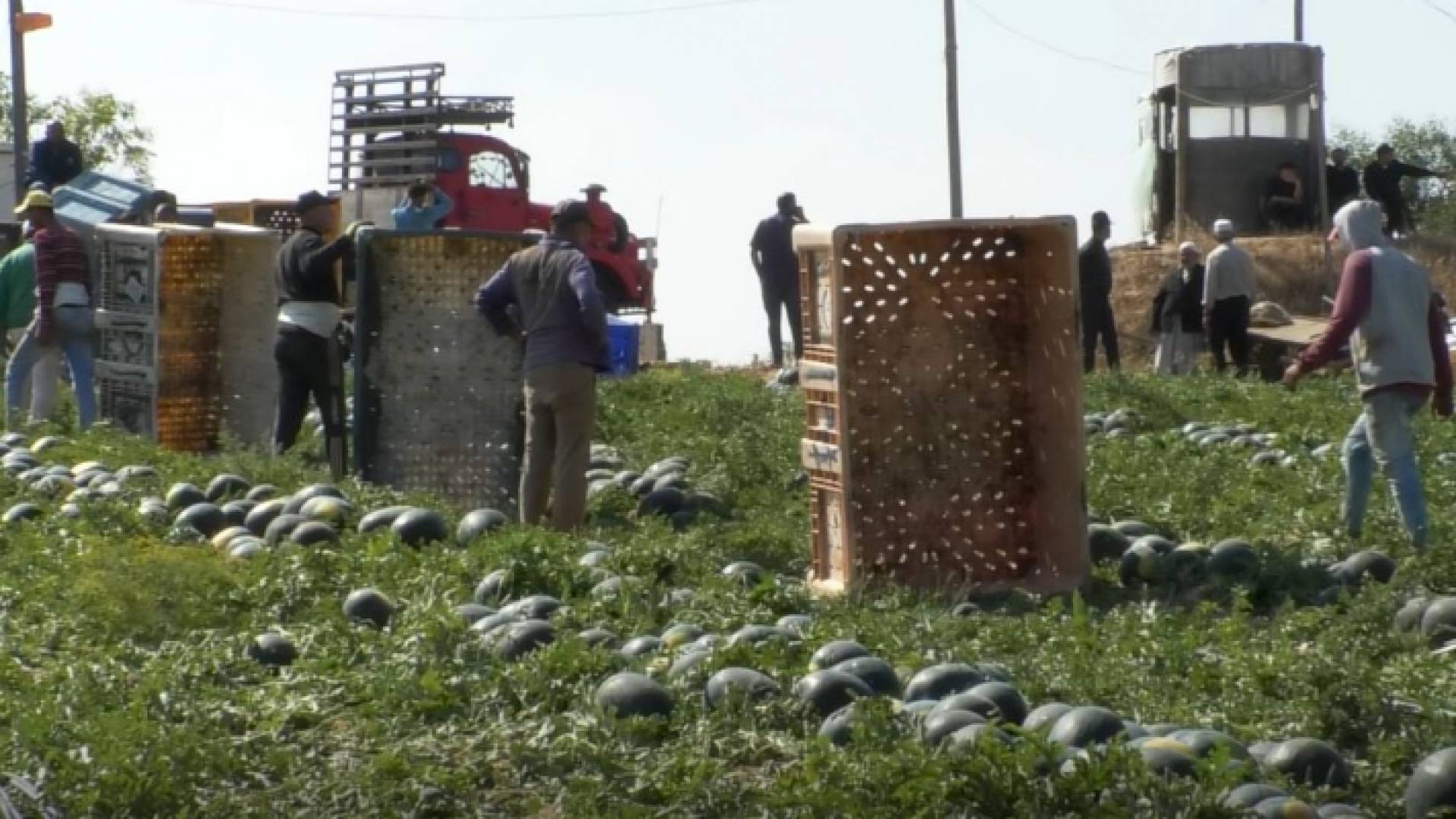 مزارع البطيخ في غزة