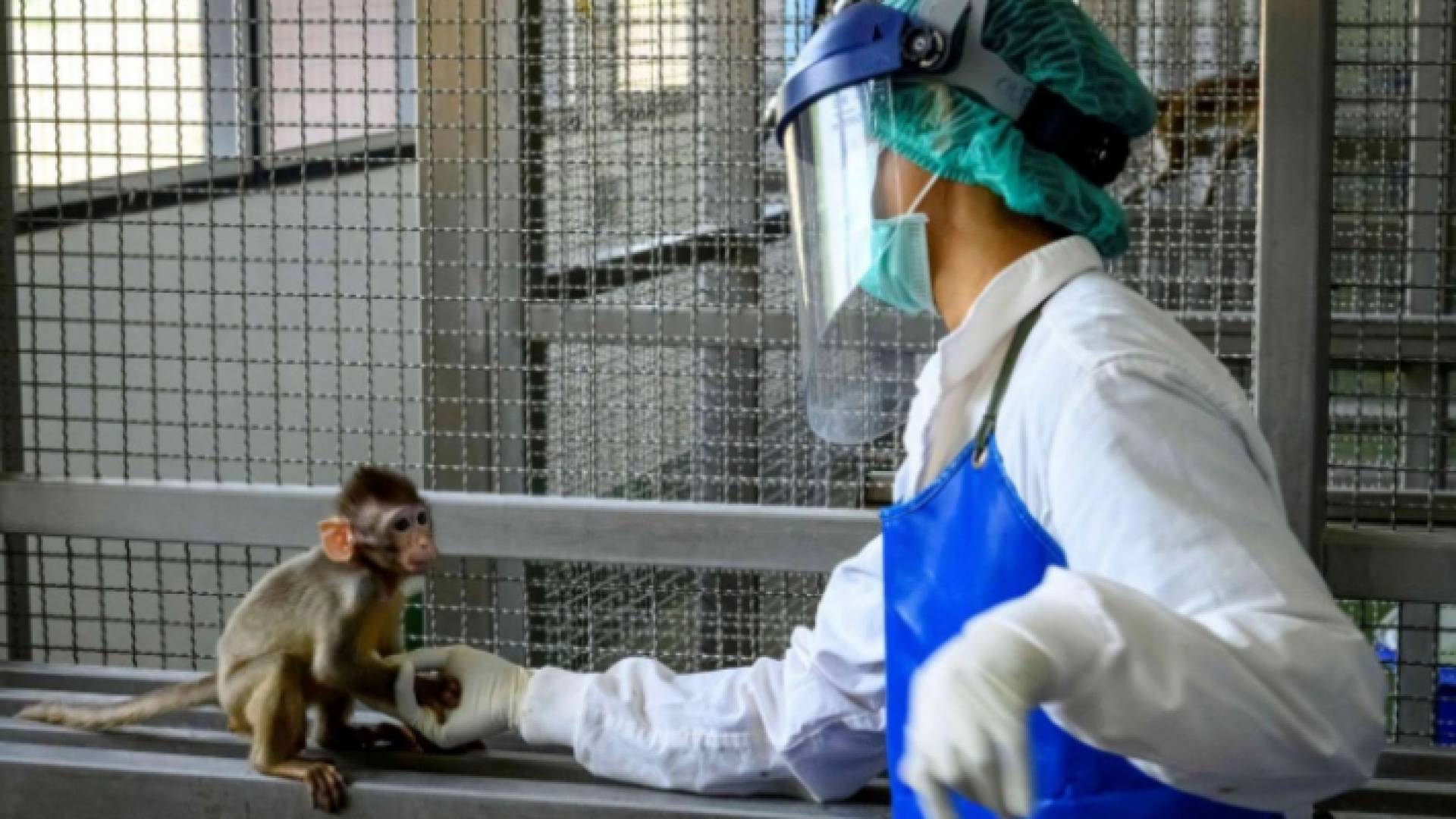 جدري القردة