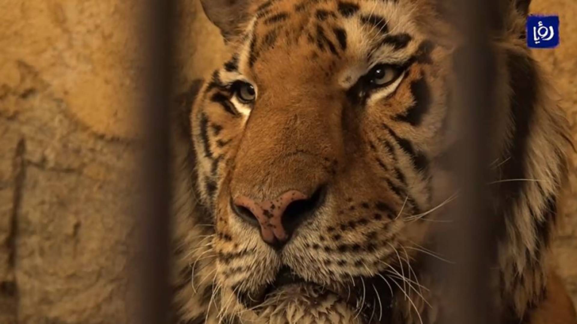 سوري يربي حيوانات مفترسة في مزرعته