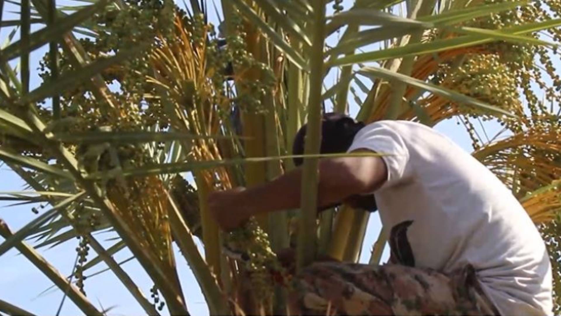 اليد العاملة معضلة تواجه قطاع انتاج التمور في الأردن