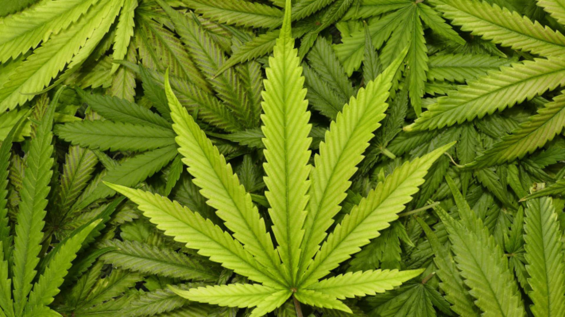 الماريجوانا