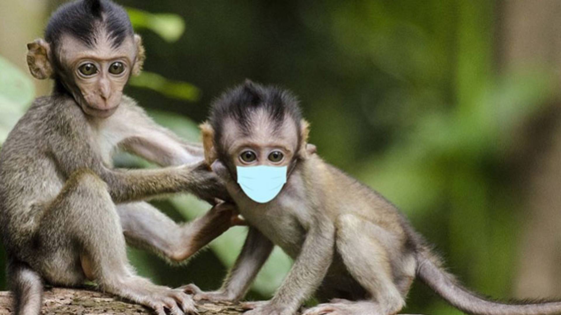 الصحة العالمية: الإبلاغ عن أكثر من 300 حالة مشتبه بها ومؤكدة من جدري القرود