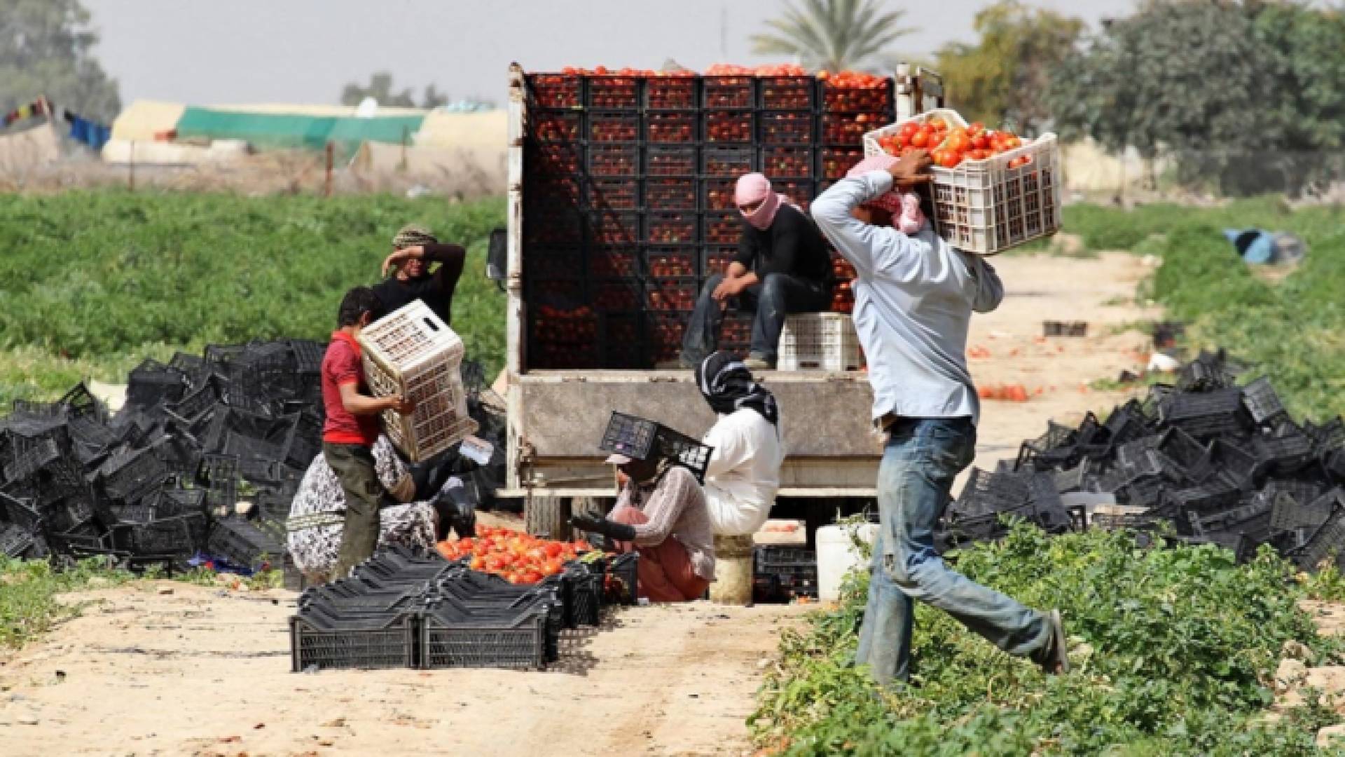 إحدى المزارع