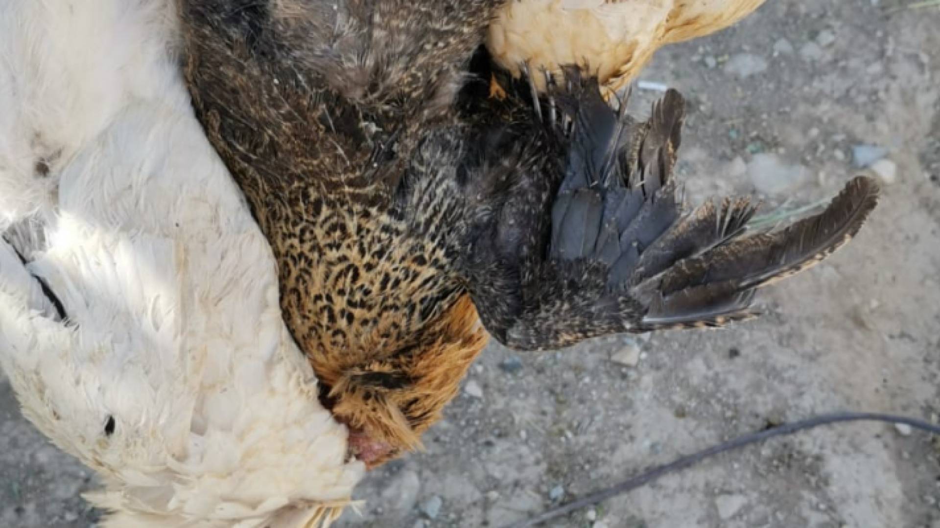 نفوق عشرات الطيور من الدجاج في البترا بسبب الانفلونزا الموسمية