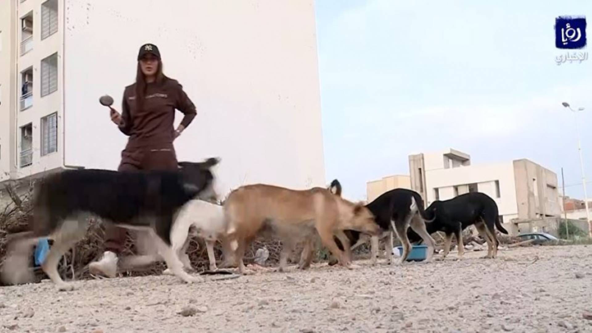 شابة تونسية تبادر بإطعام الحيوانات السائبة ومعالجتها