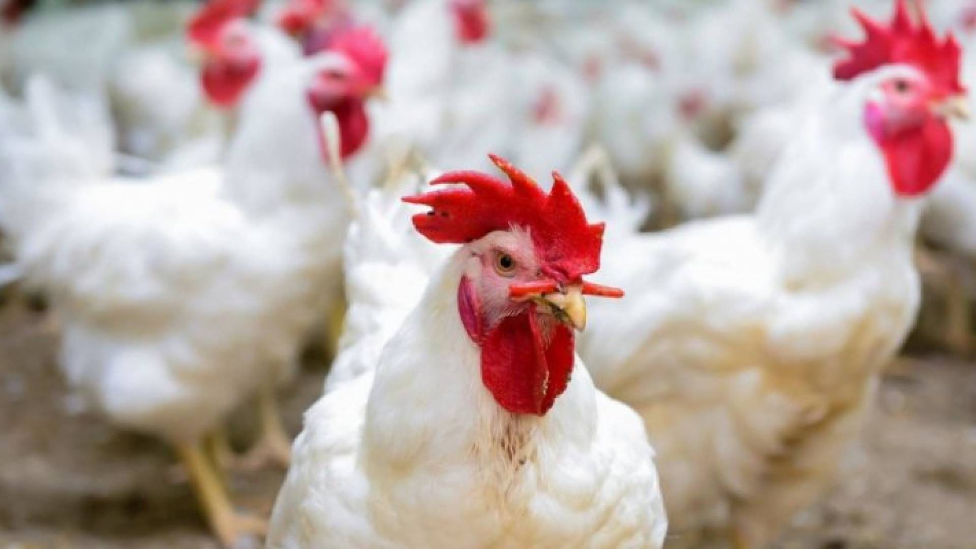 وزير الصناعة: أسعار الدواجن هي الأقل على مستوى دول الجوار