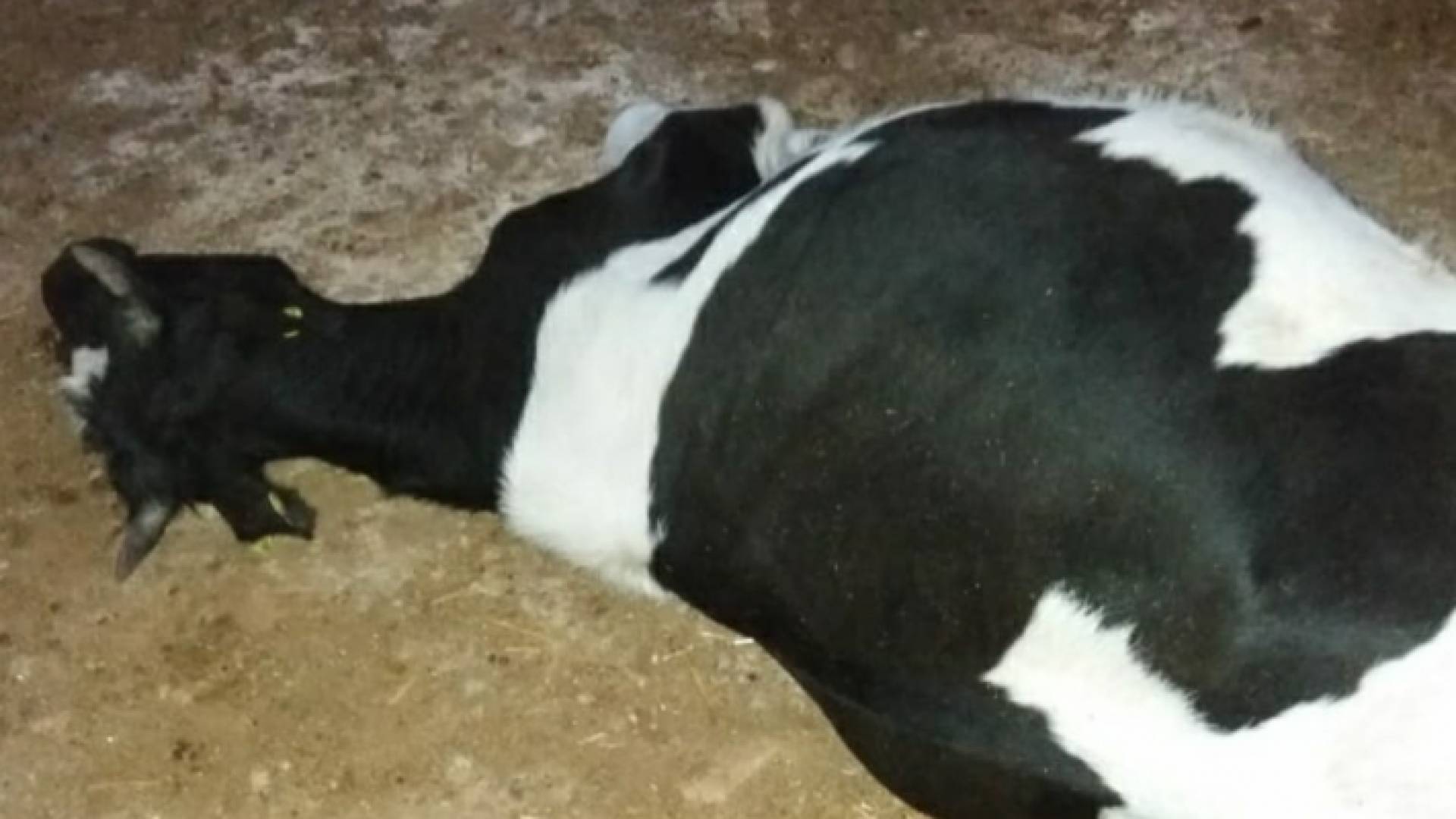 نفوق بقرة - تعبيرية