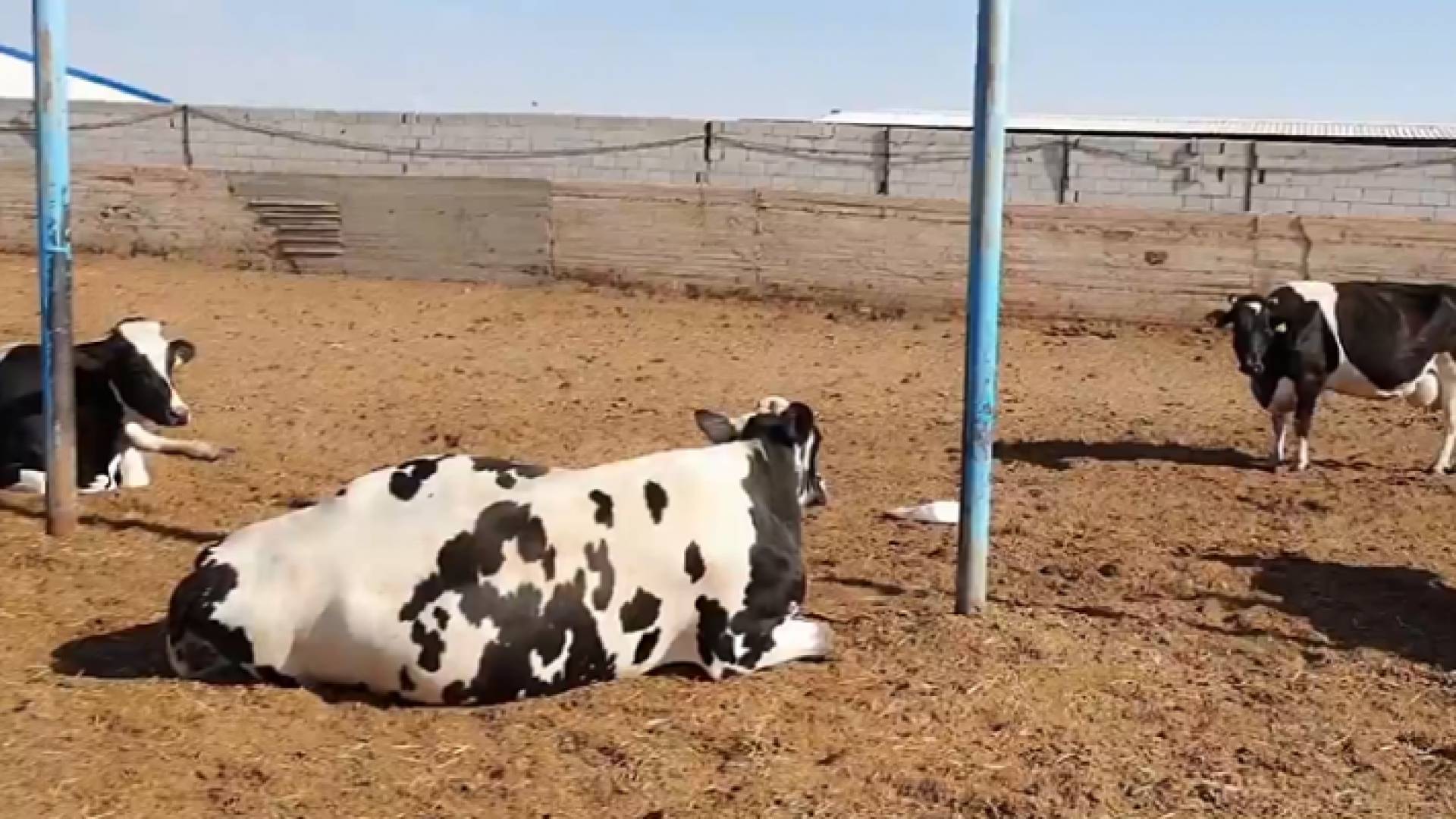 ابقار - ارشيفية