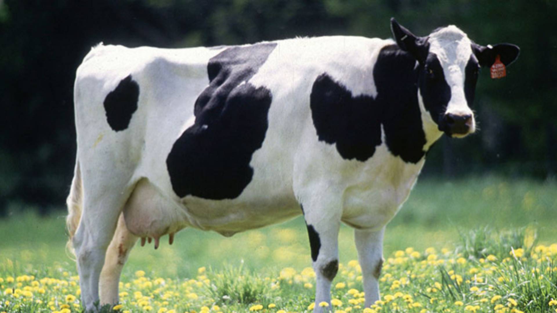 صورة توضيحية لبقرة في إحدى المزارع