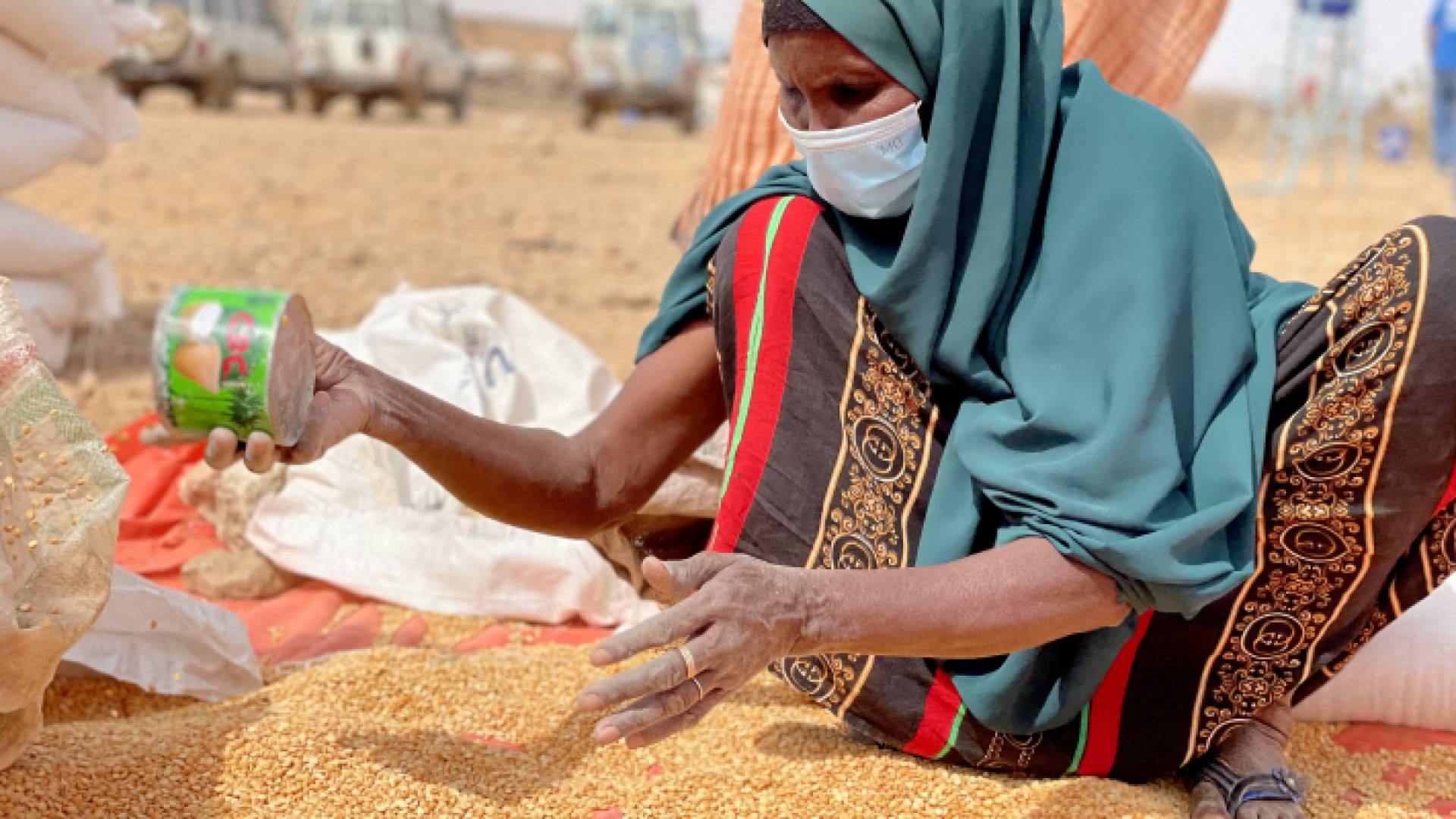 زراعة القمح