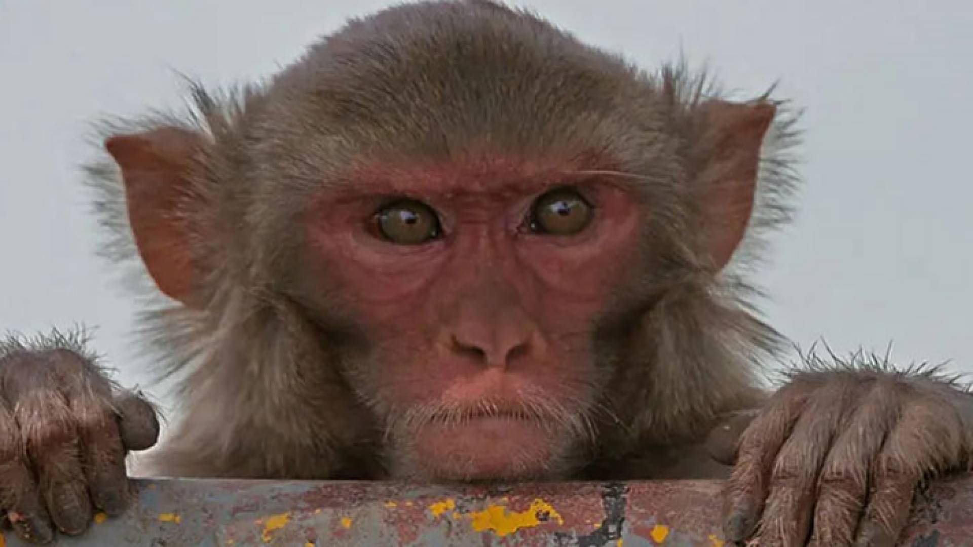 قرد - تعبيرية