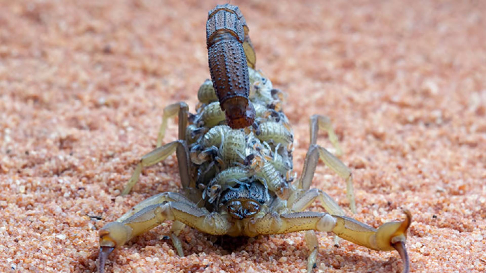 صورة توضيحية لعقرب