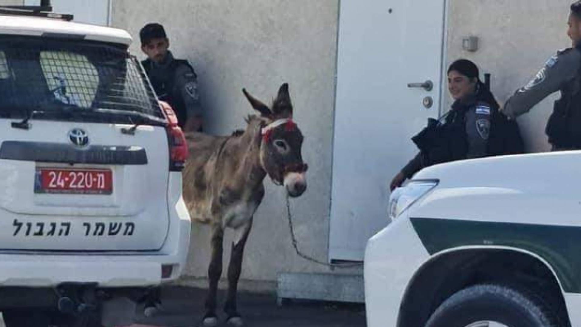 صورة للحمار لحظة اعتقاله