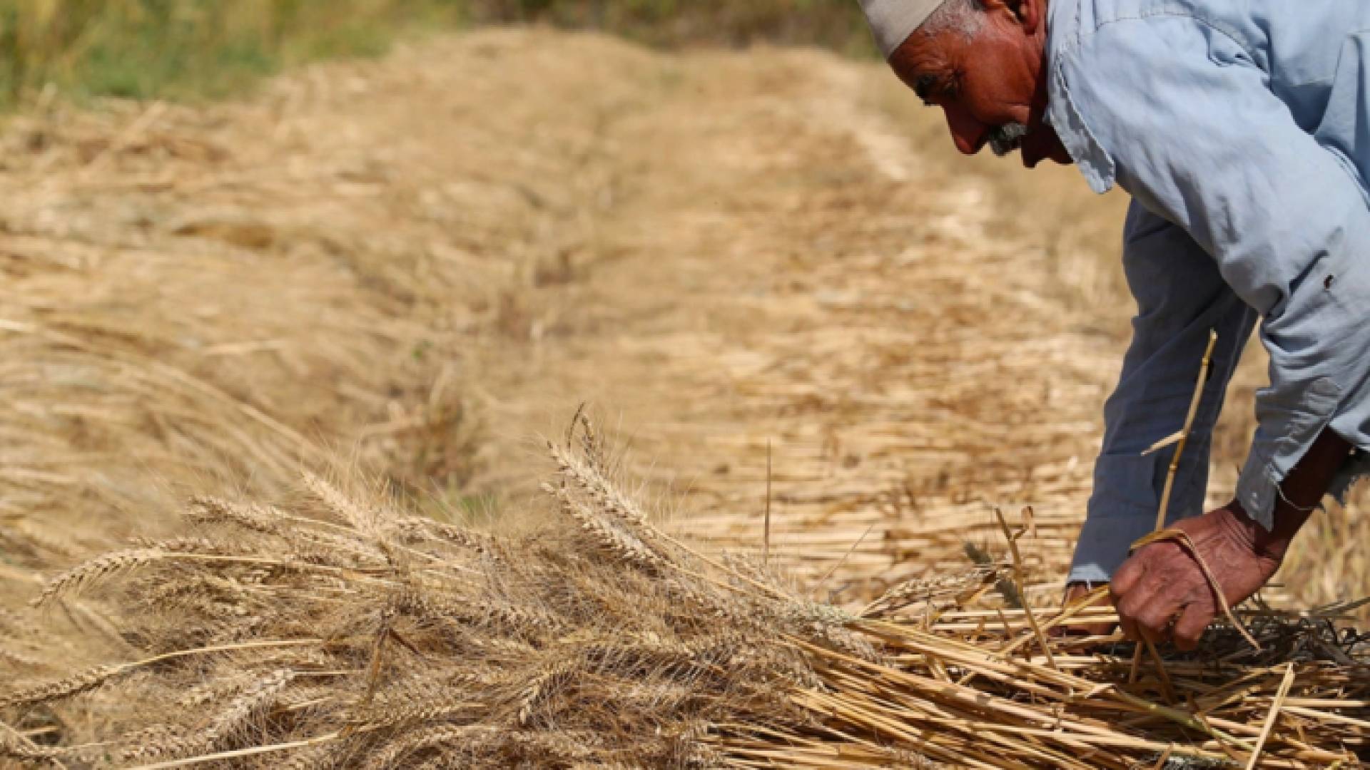 فلاح يحصد القمح في إحدى الأراضي الزراعية