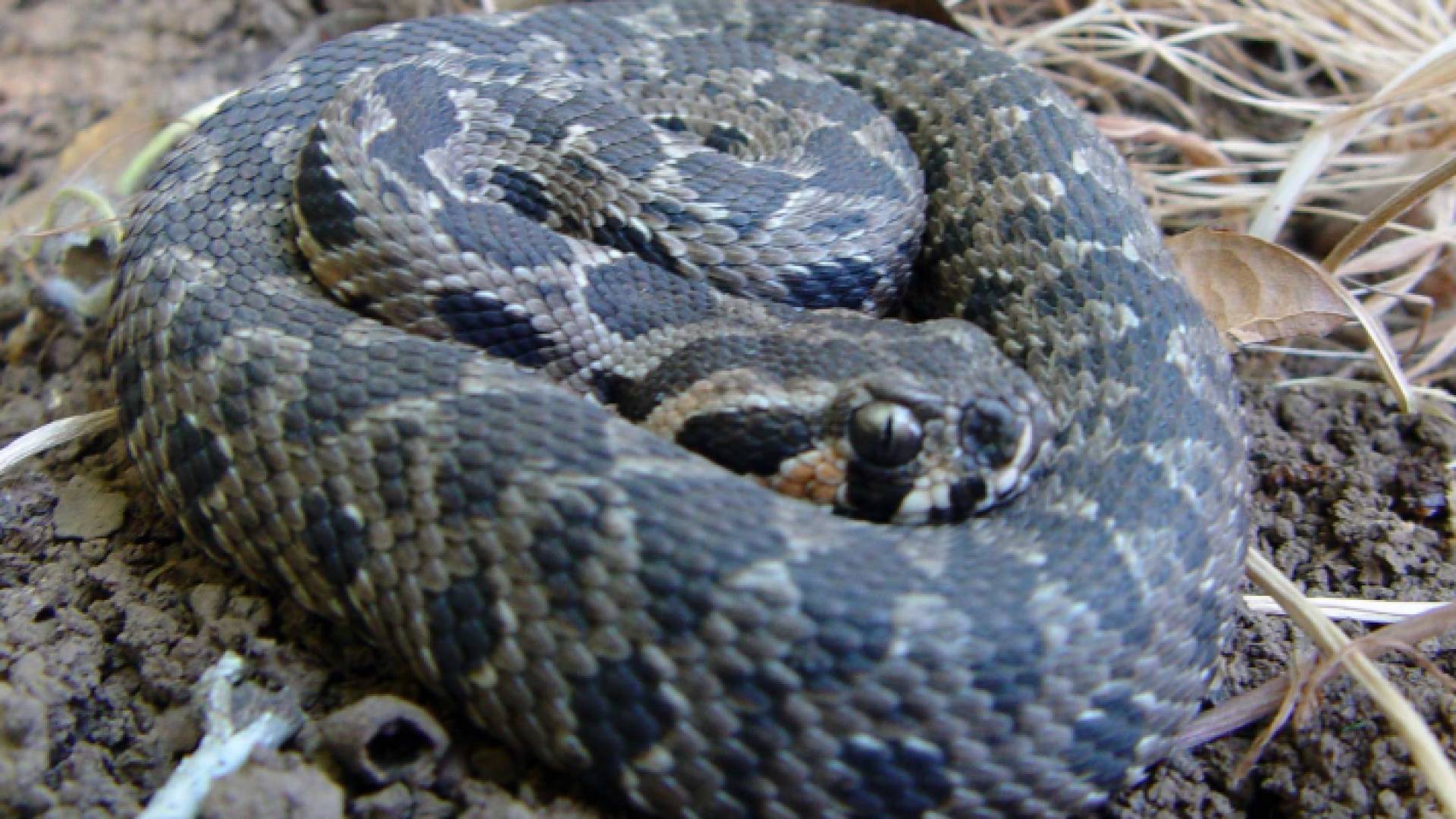 أفعى فلسطين