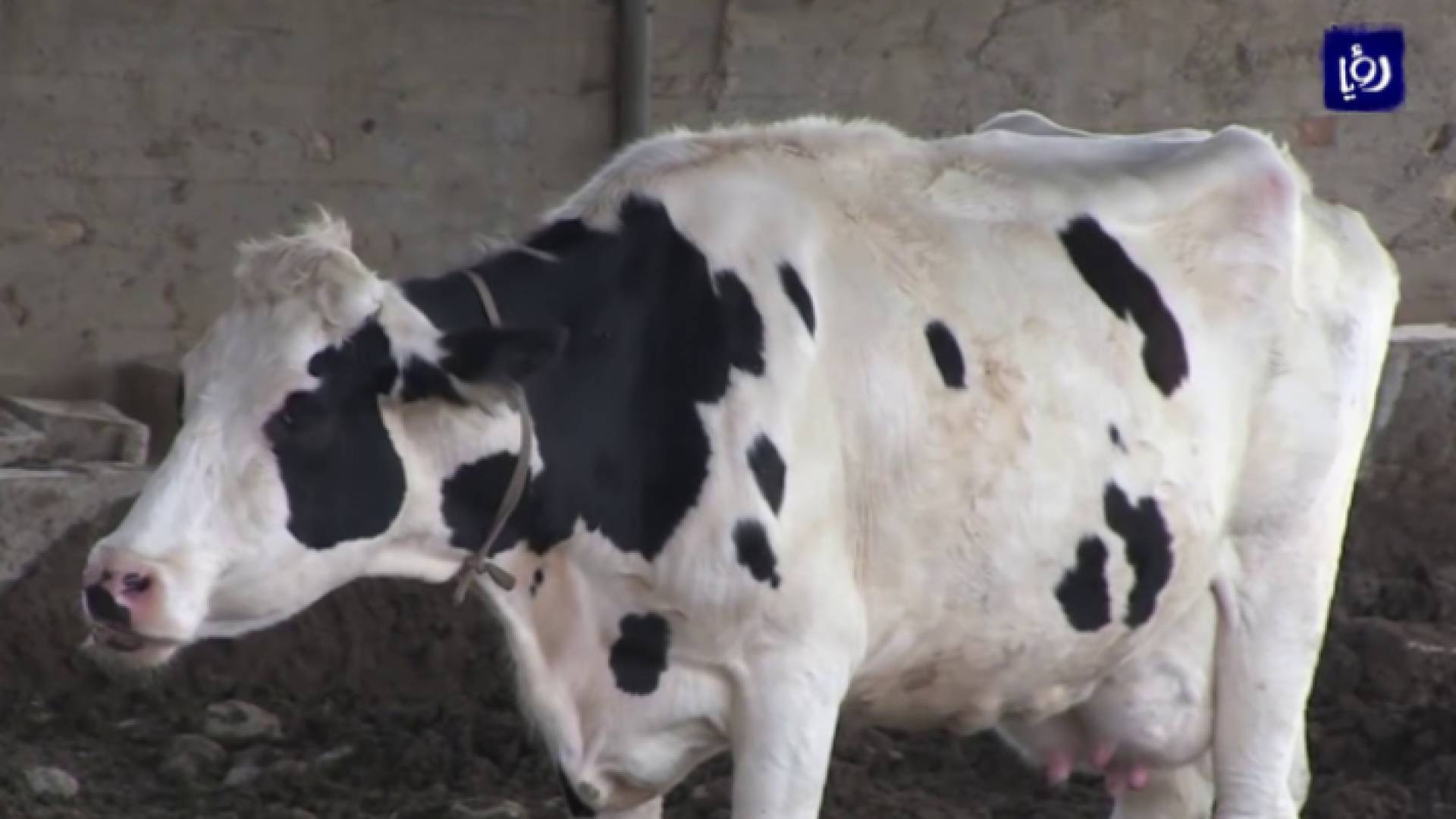 إحدى الأبقار