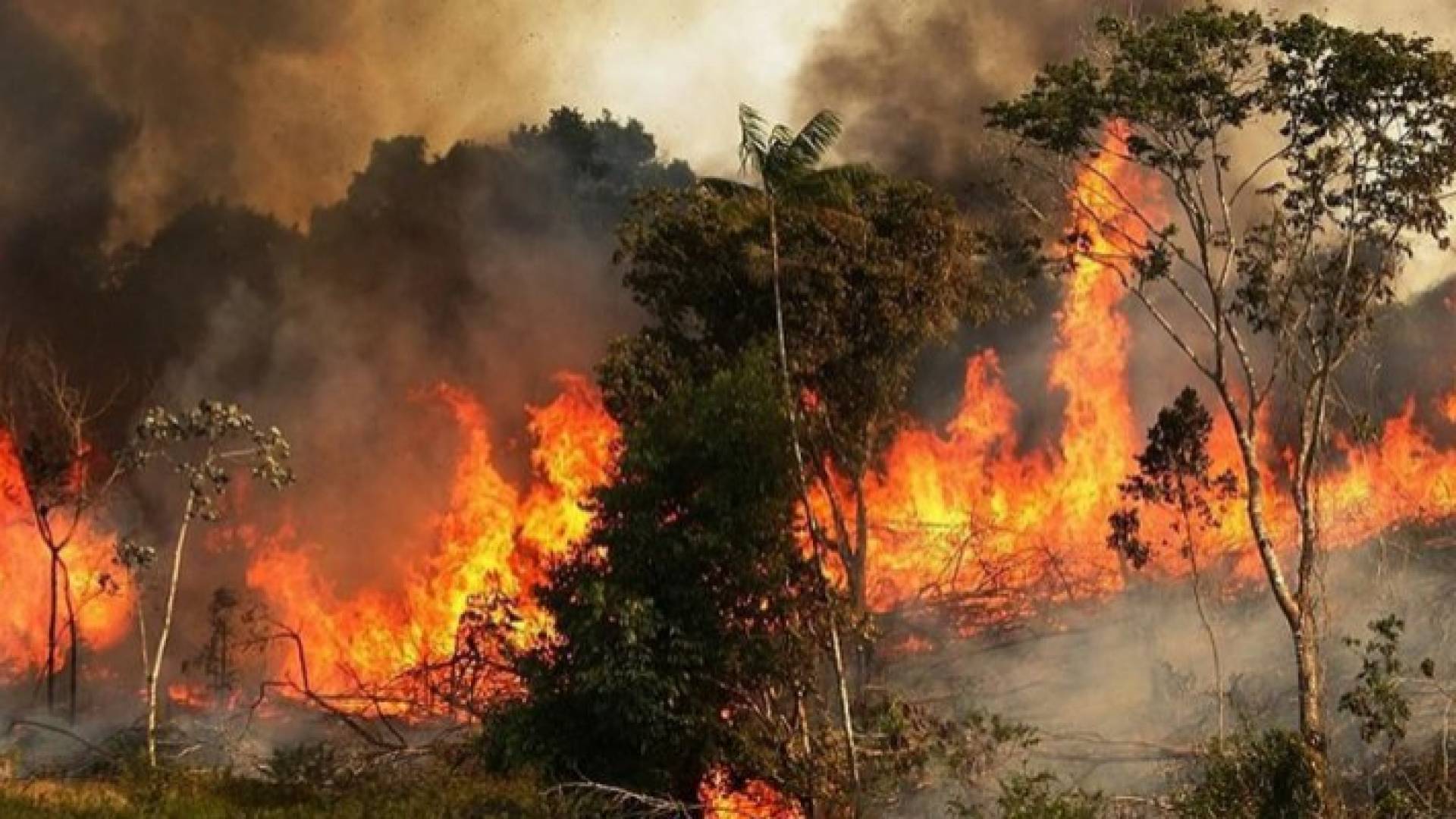 إحدى الأشجار المحترقة في الأردن