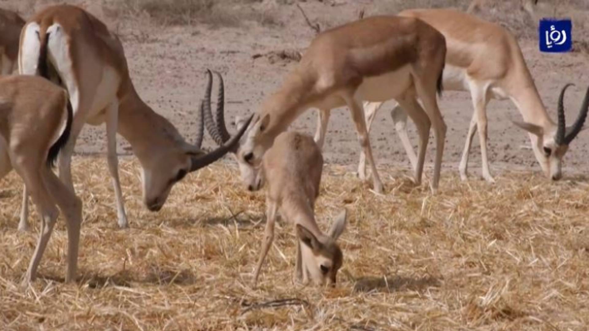 غزلان الريم النادرة في العراق