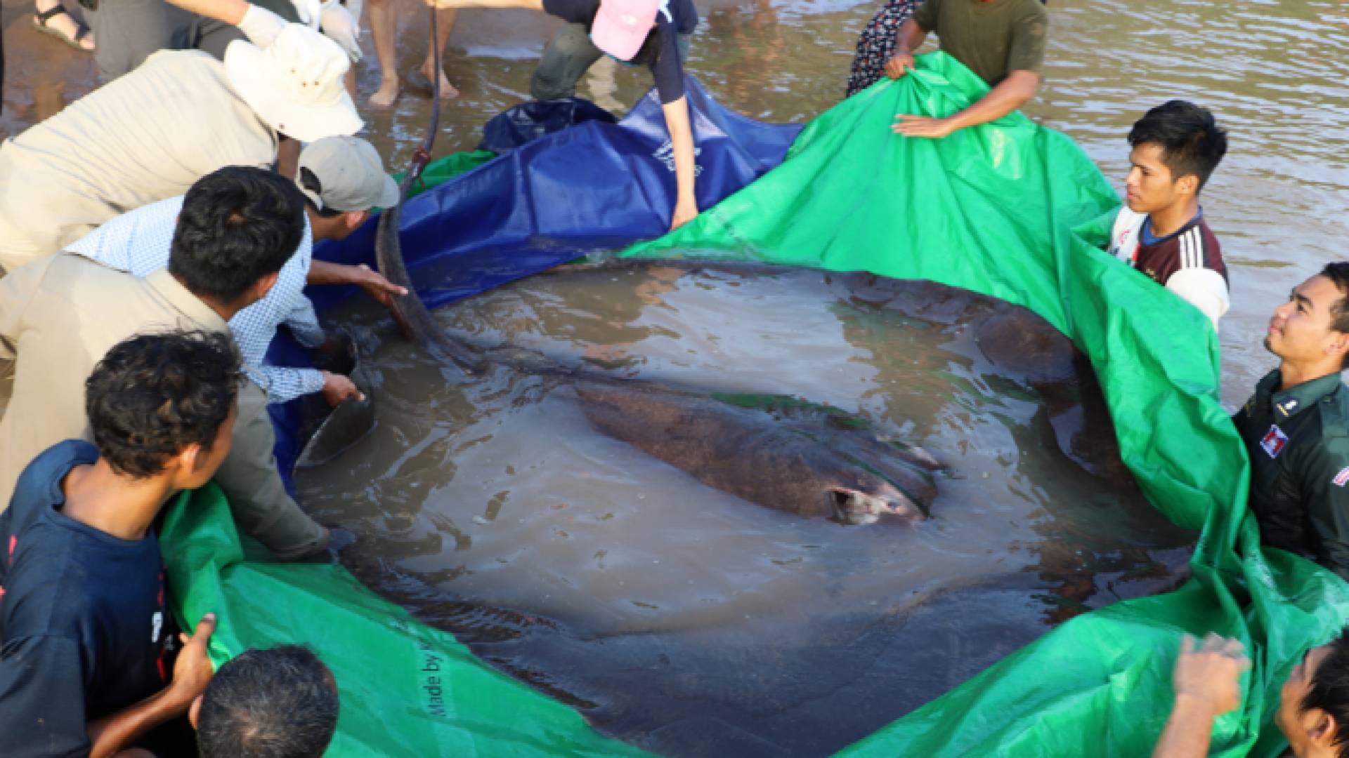 اصطياد أكبر سمكة في المياه الغذبة