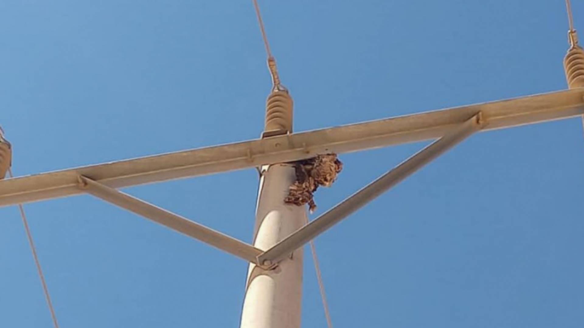 صورة لطائر على شبكة هوائية تعمل بالضغط المتوسط