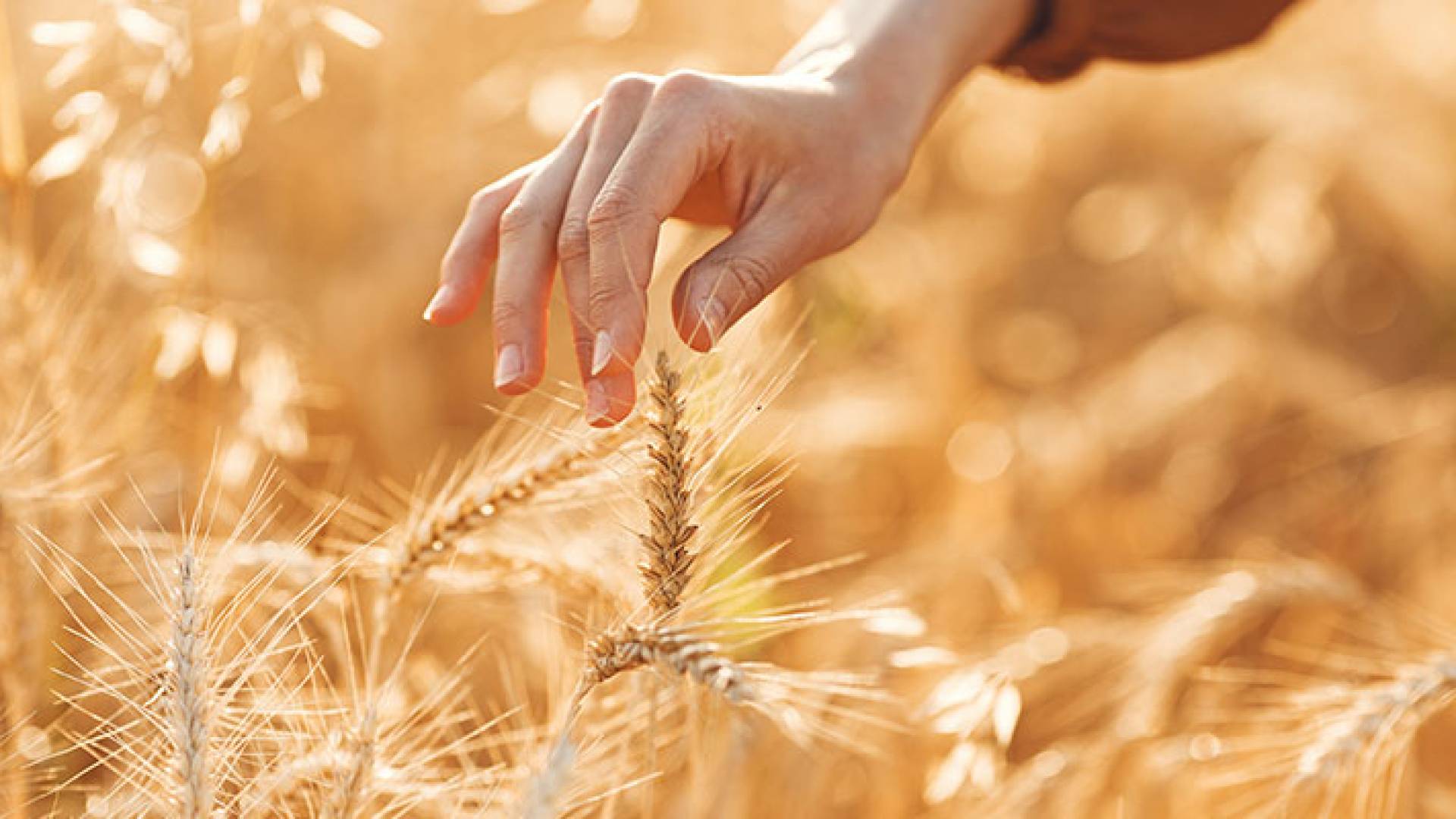 قمح - تعبيرية