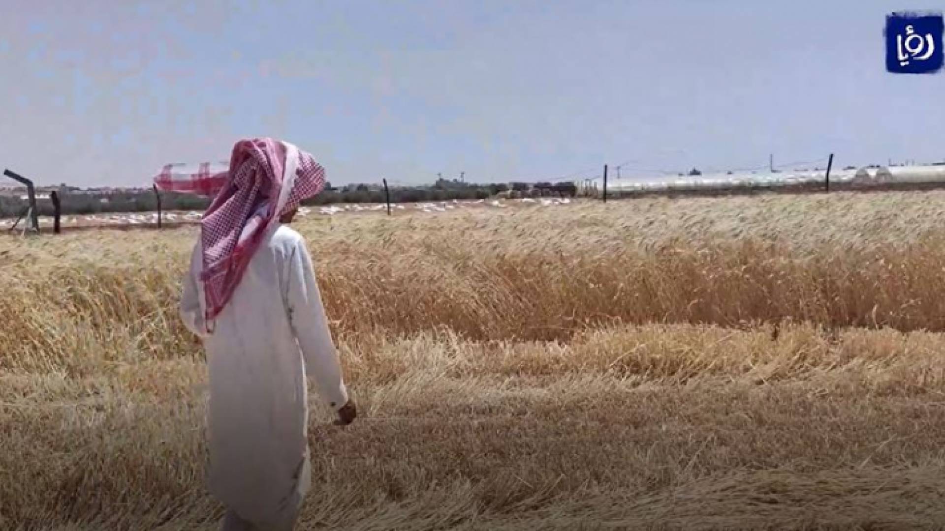 صنف جديد من القمح يحقق إنتاجية عالية