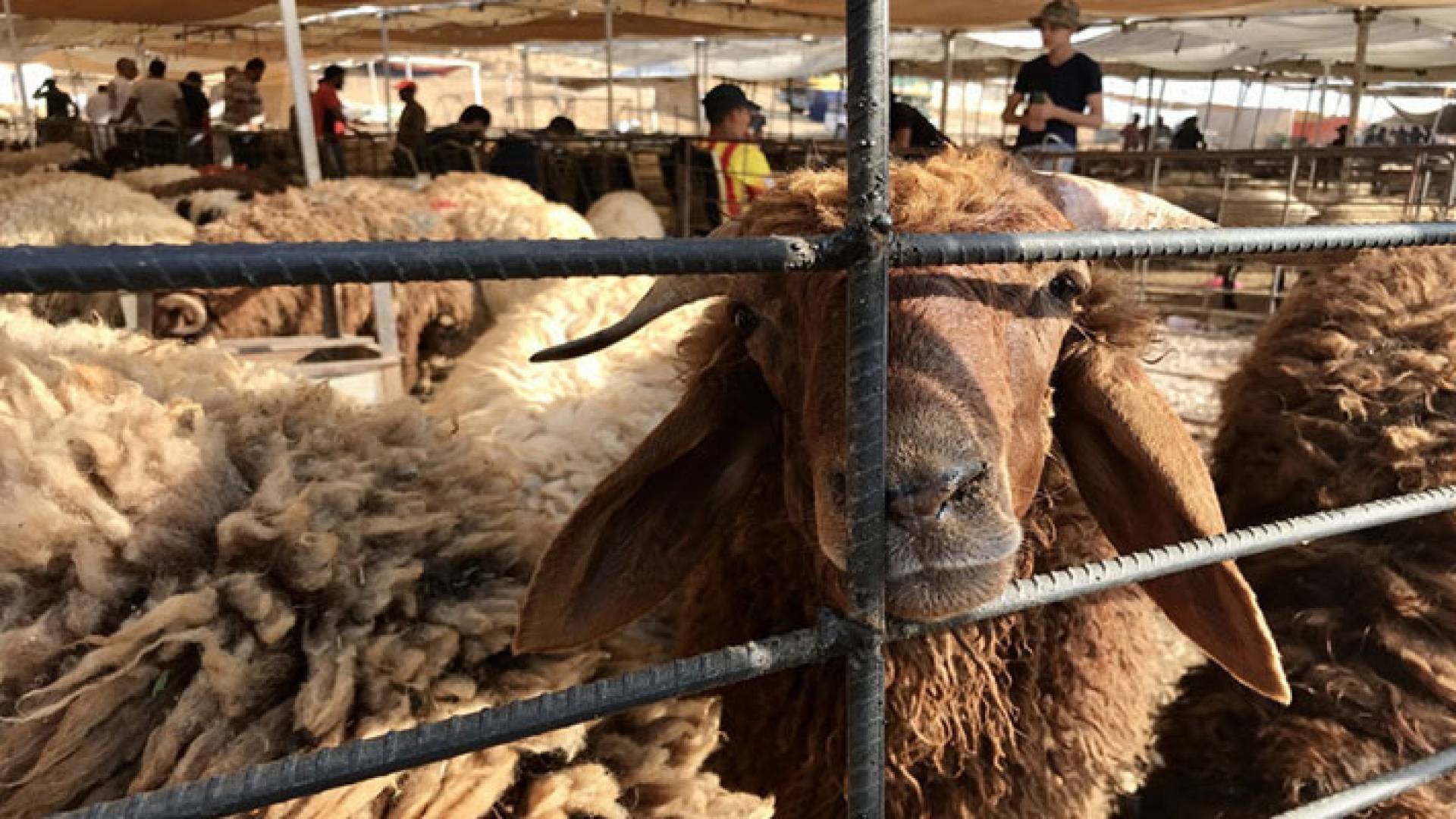 مواقع بيع أضاحي