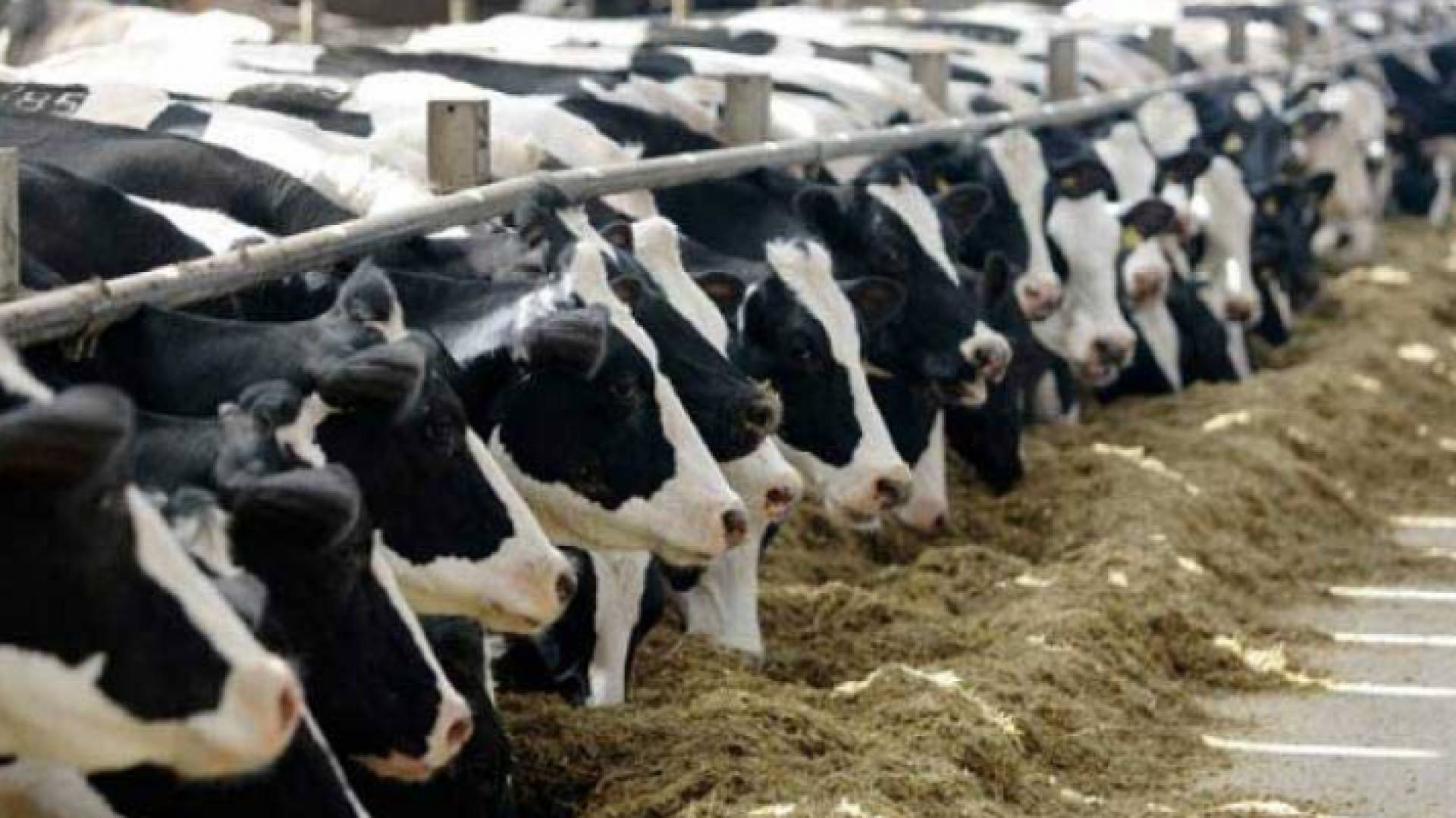 قطيع أبقار في مزرعة