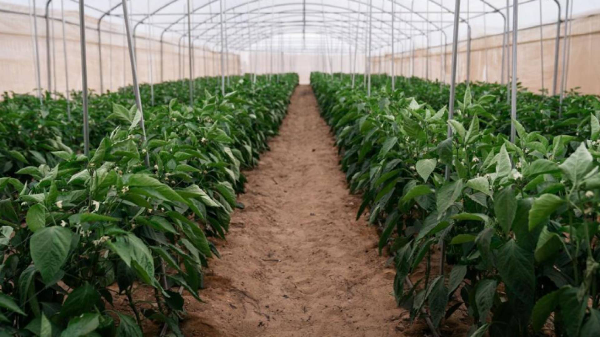 شركة الألفية للاستثمارات الزراعية تنال شهادة الممارسات الزراعية الجيدة GLOBAL G.A.P