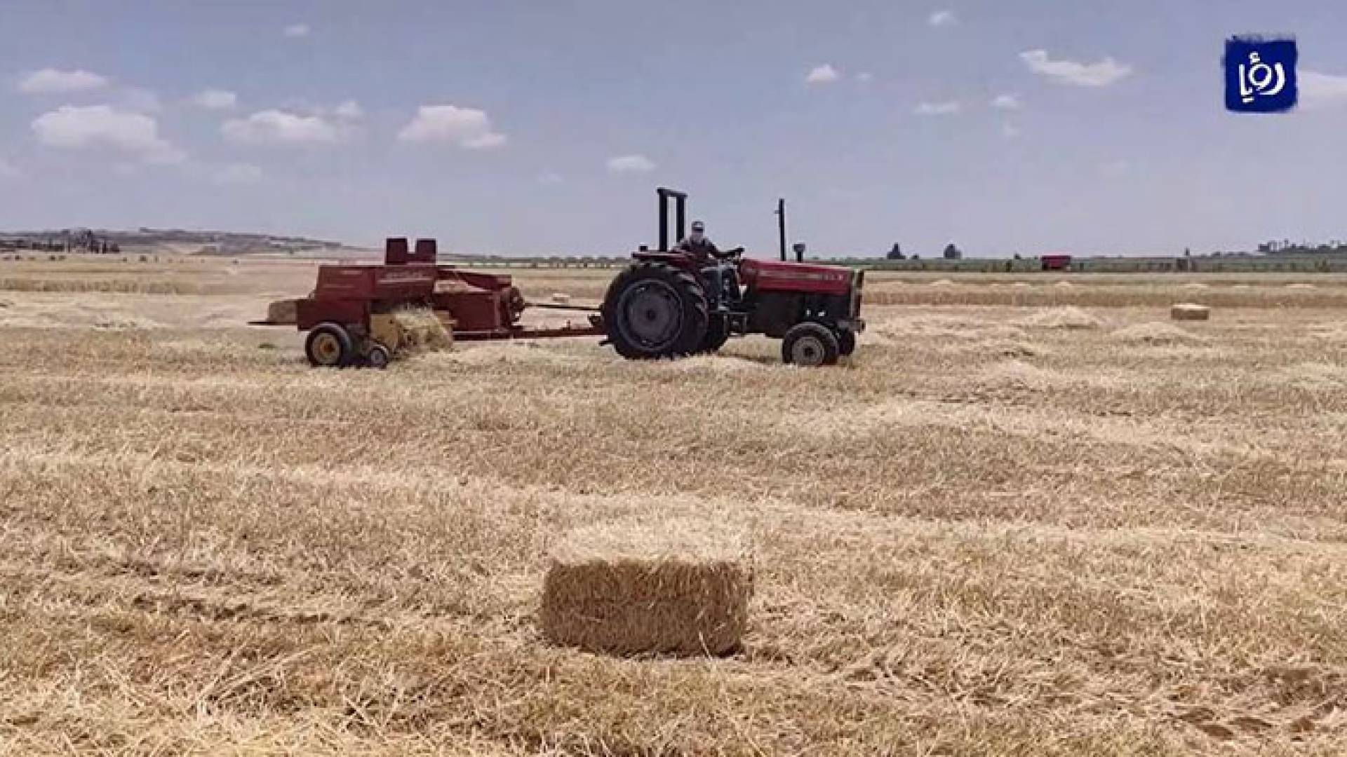 مزارع يحصد القمح عبر "تراكتور" زراعي