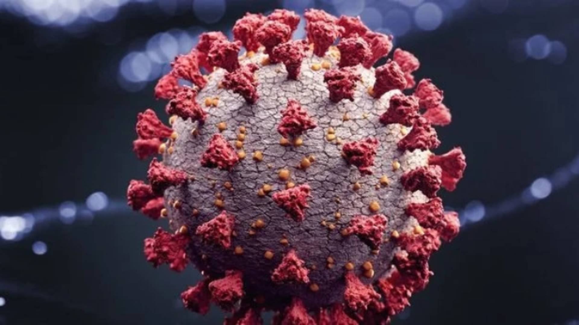 صورة تعبيرية لفيروس كورونا