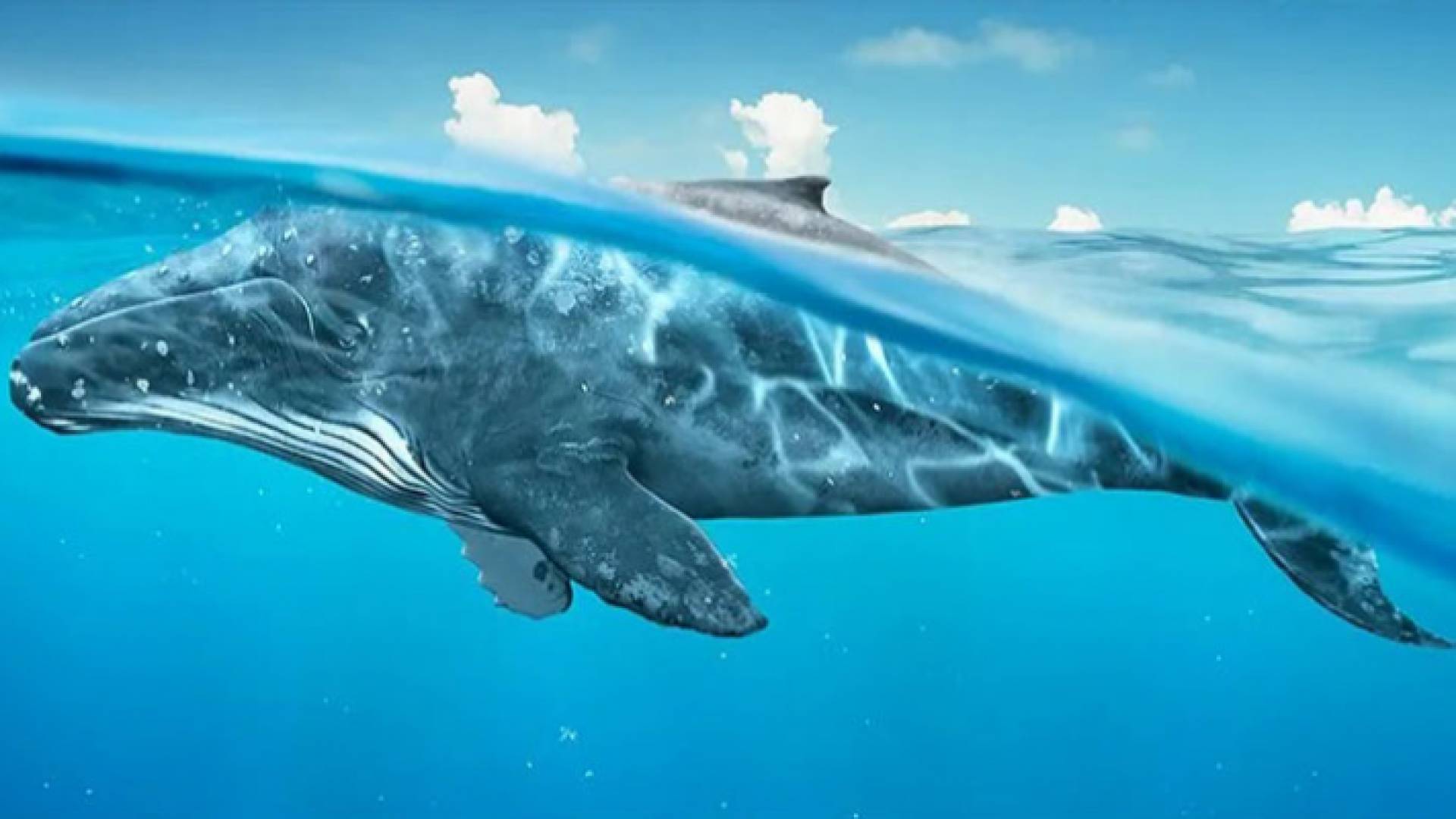 صورة تعبيرية لحوت