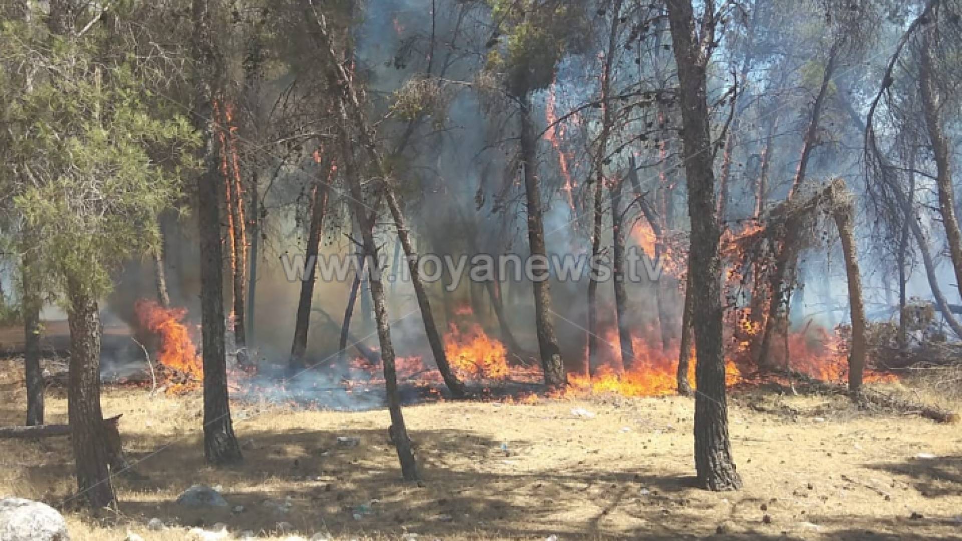 الصورة من الحريق