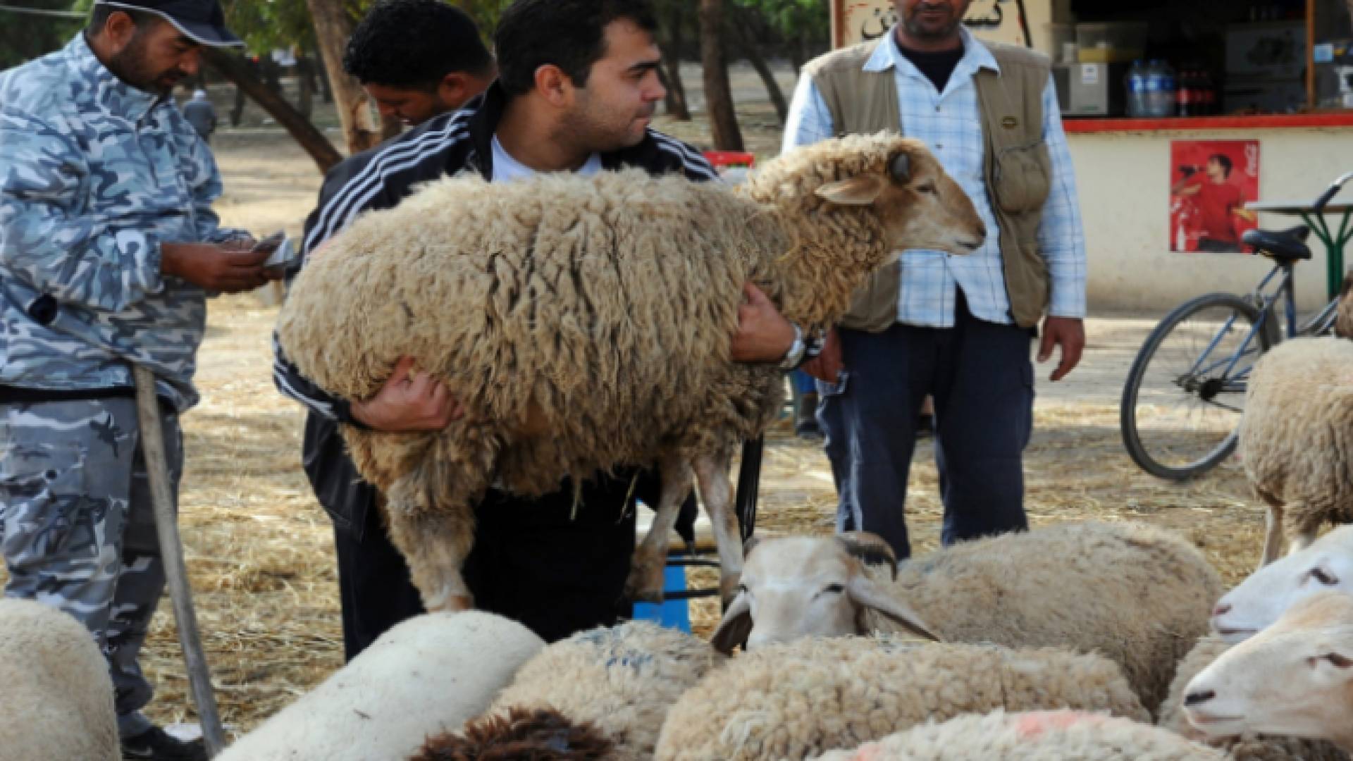 شخص يحمل أضحية