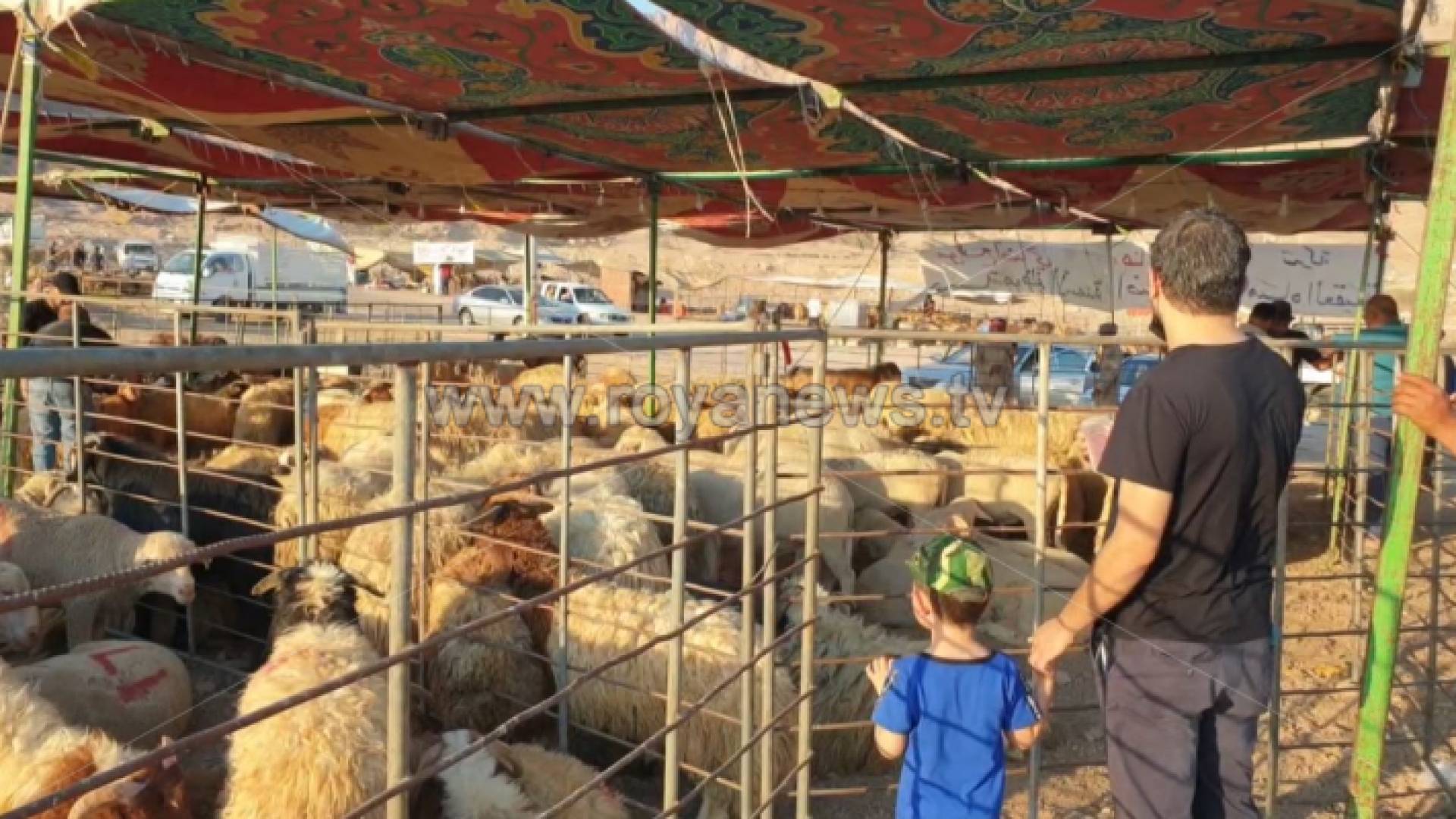 صورة أرشيفية لموقع شراء الأضاحي في العاصمة عمان