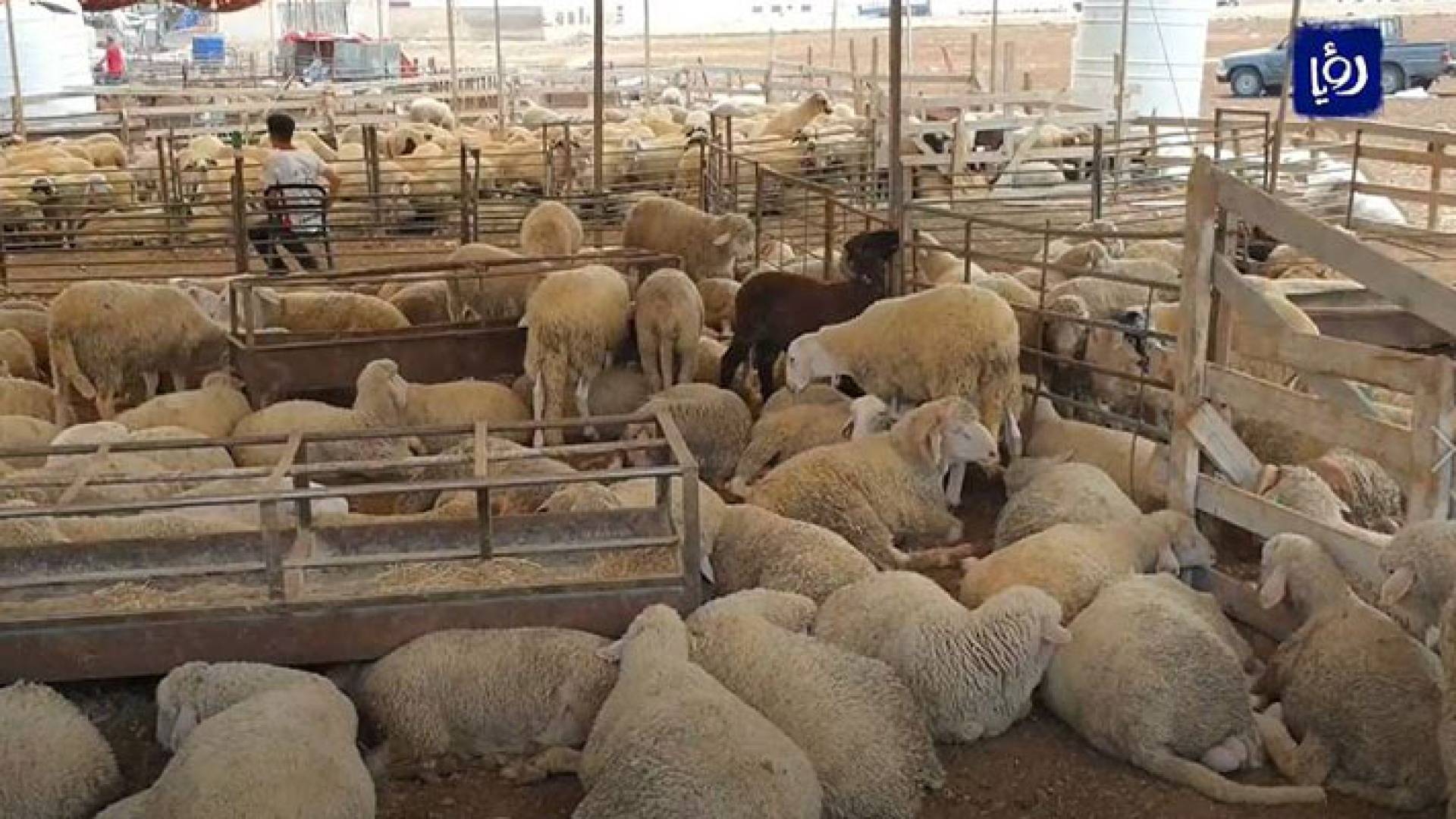 حظائر بيع أغنام في إربد