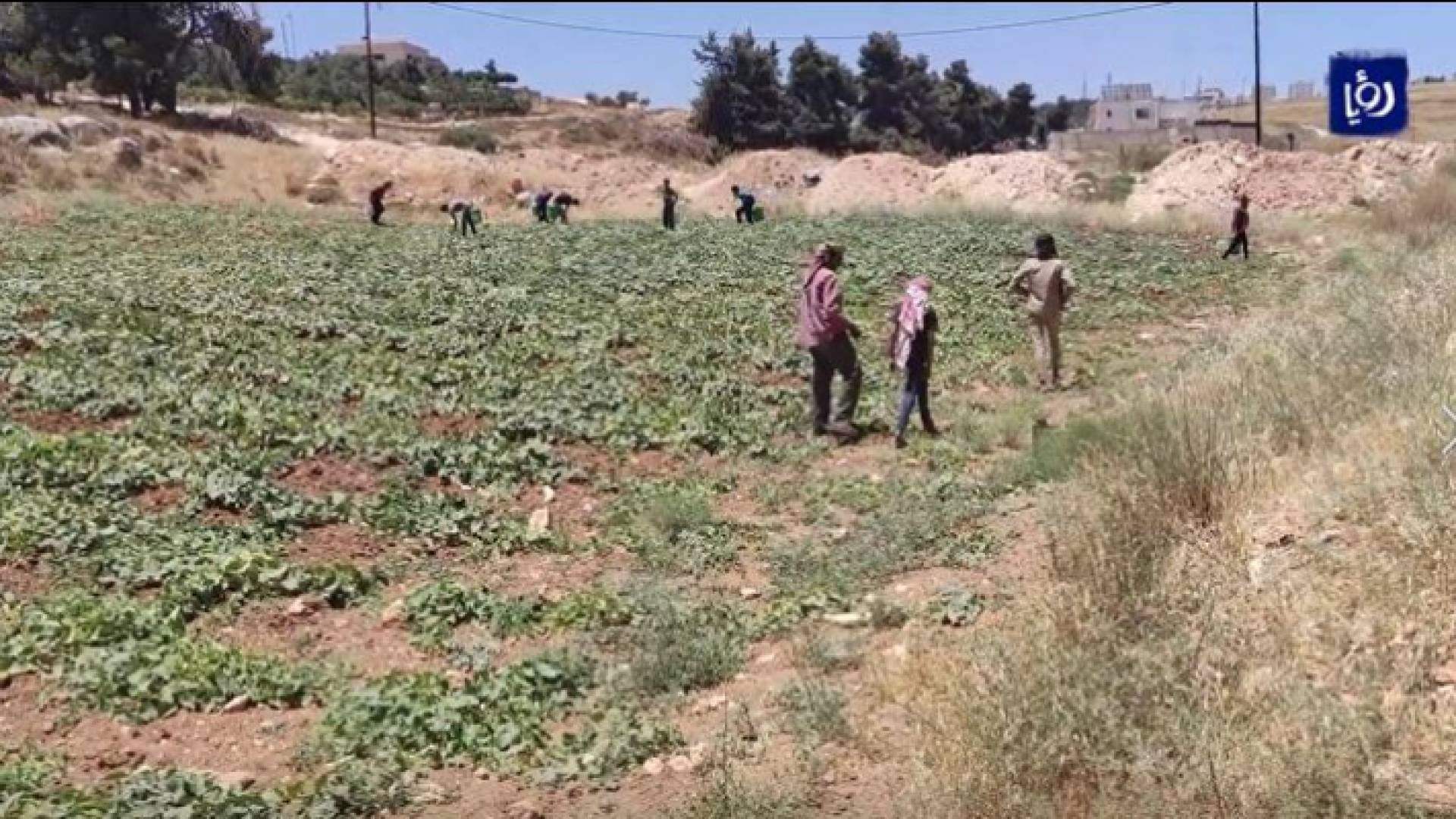 مزارعون يزرعون على طريقة البعل