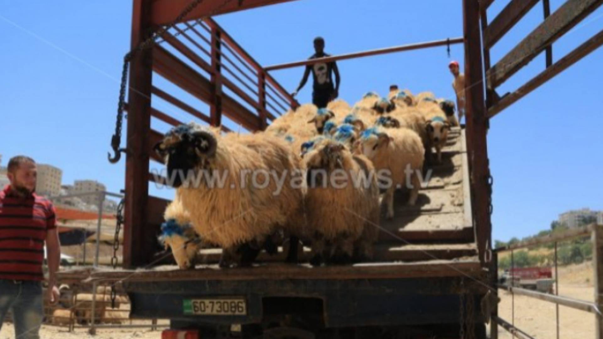 مواقع بيع أضاحي