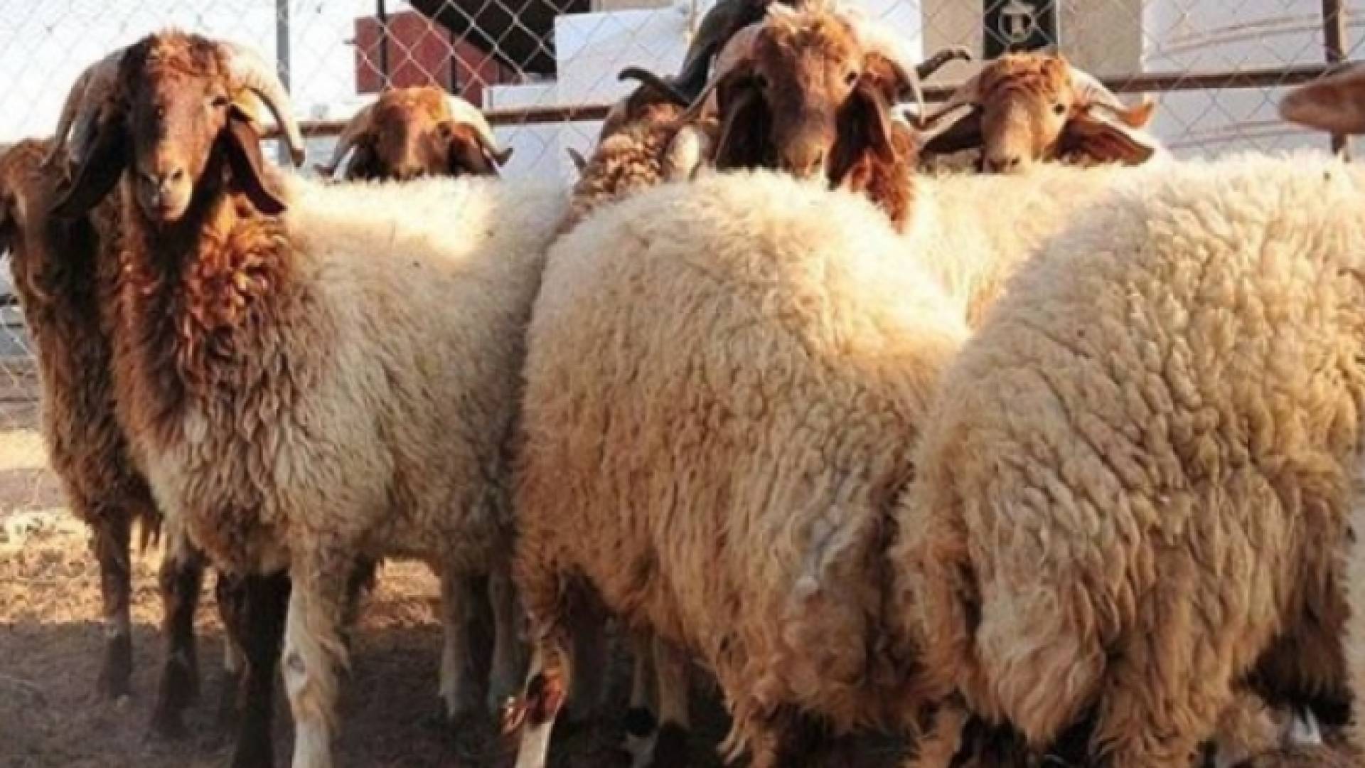 صورة أرشيفية لخراف