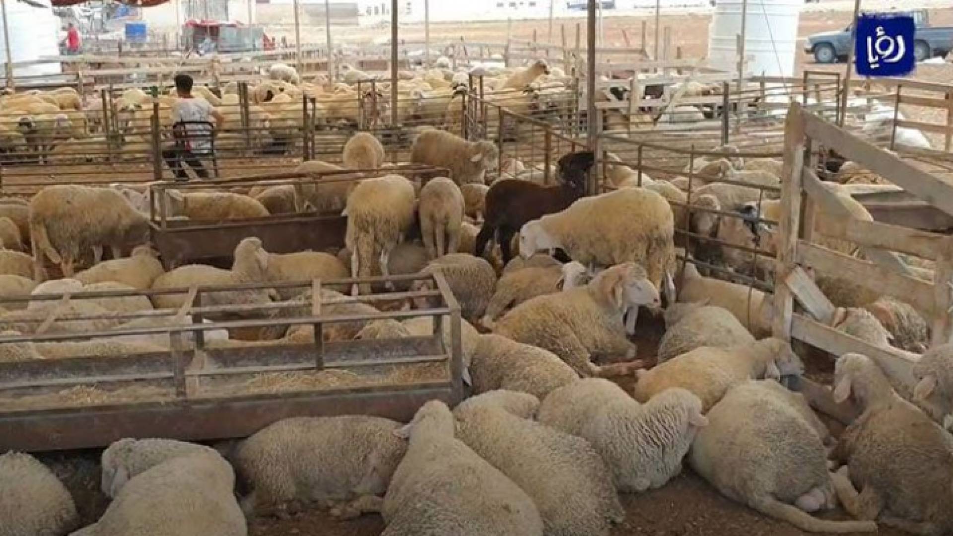 صورة ارشفية لحظيرة أغنام