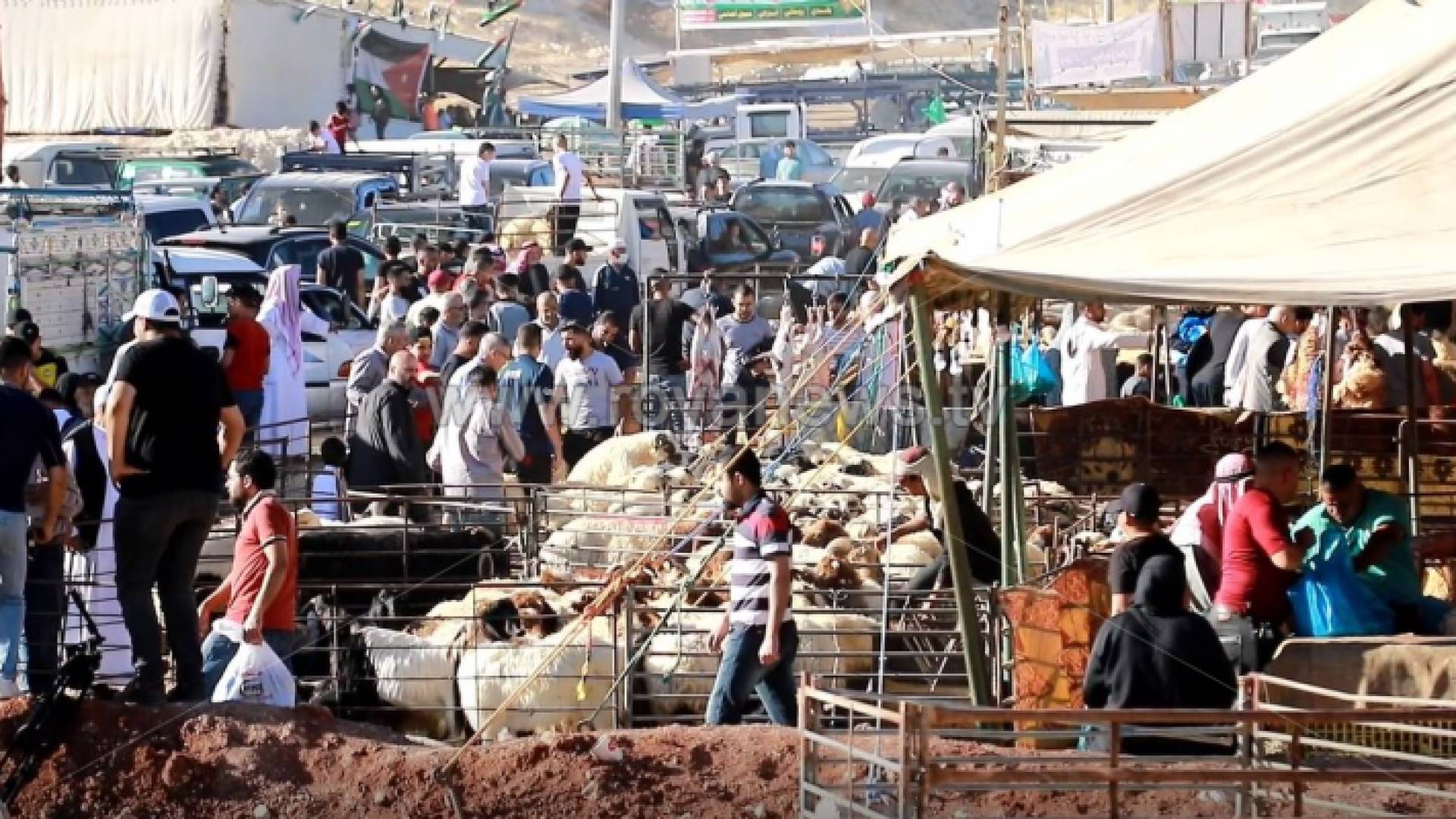 من أمام أحد مواقع بيع الأضاحي في العاصمة عمان