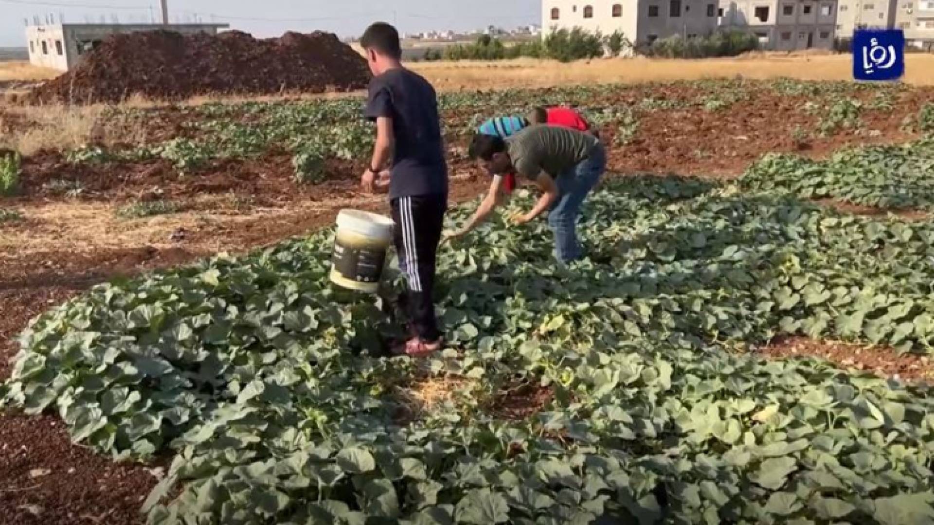 زراعات بعلية في إربد