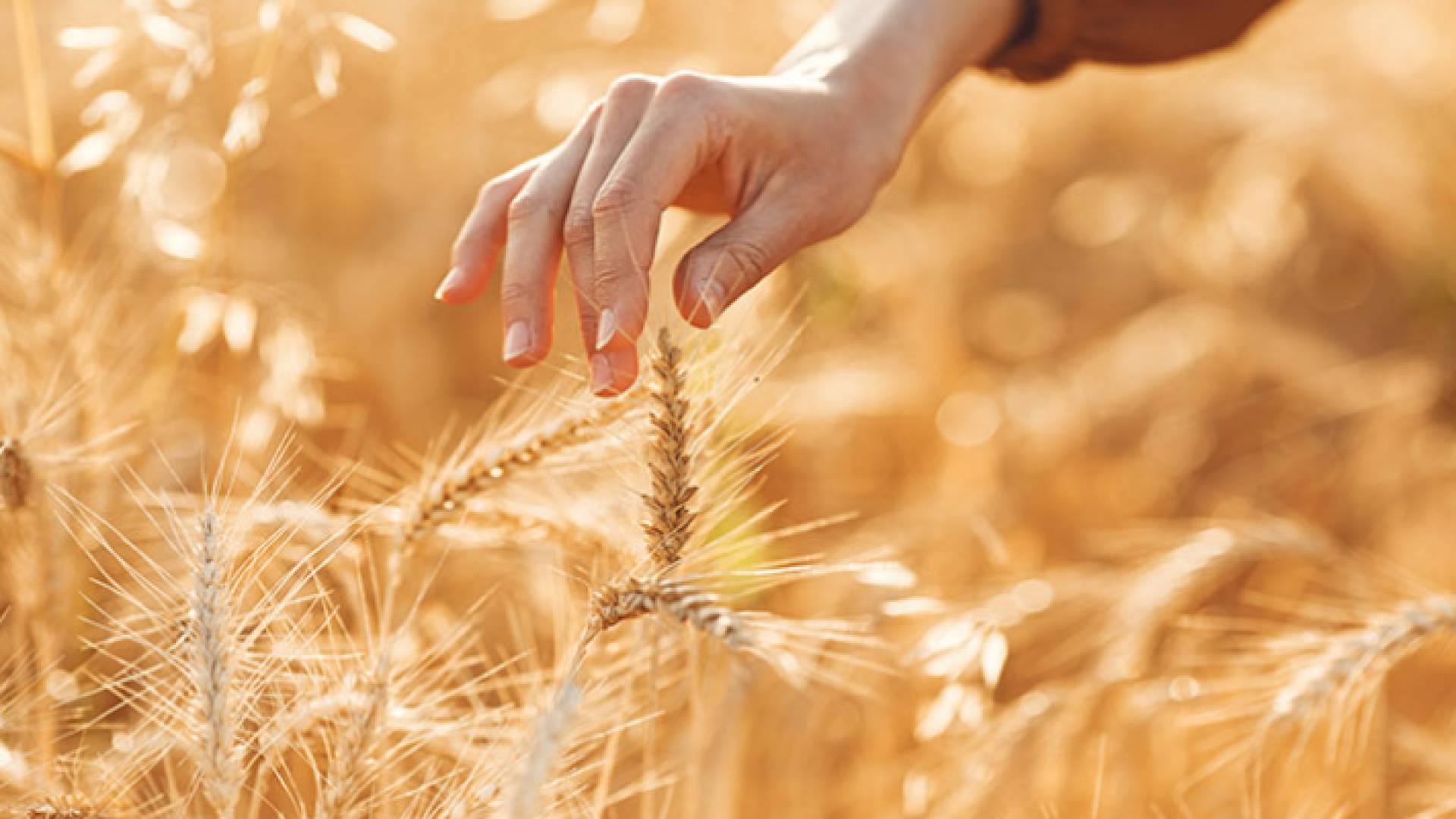 صورة ارشيفية لقمح