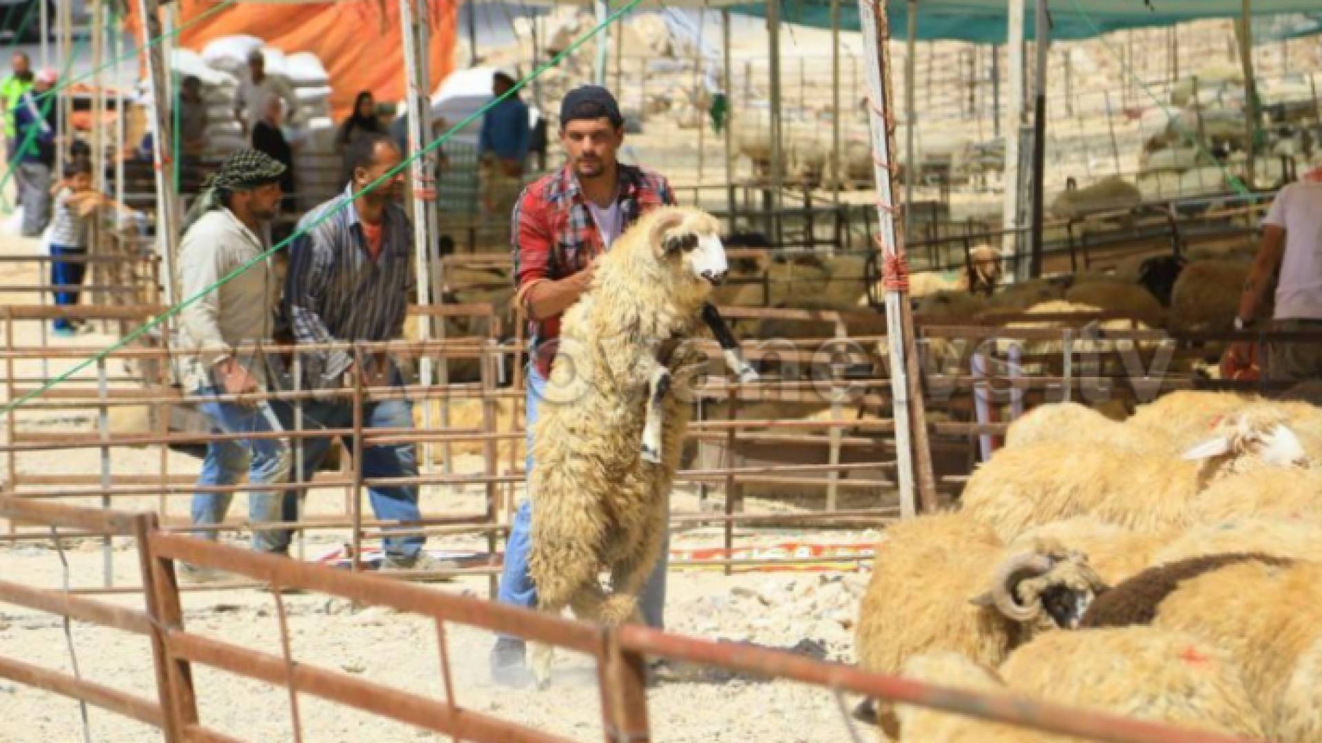 حضيرة لبيع الأضاحي