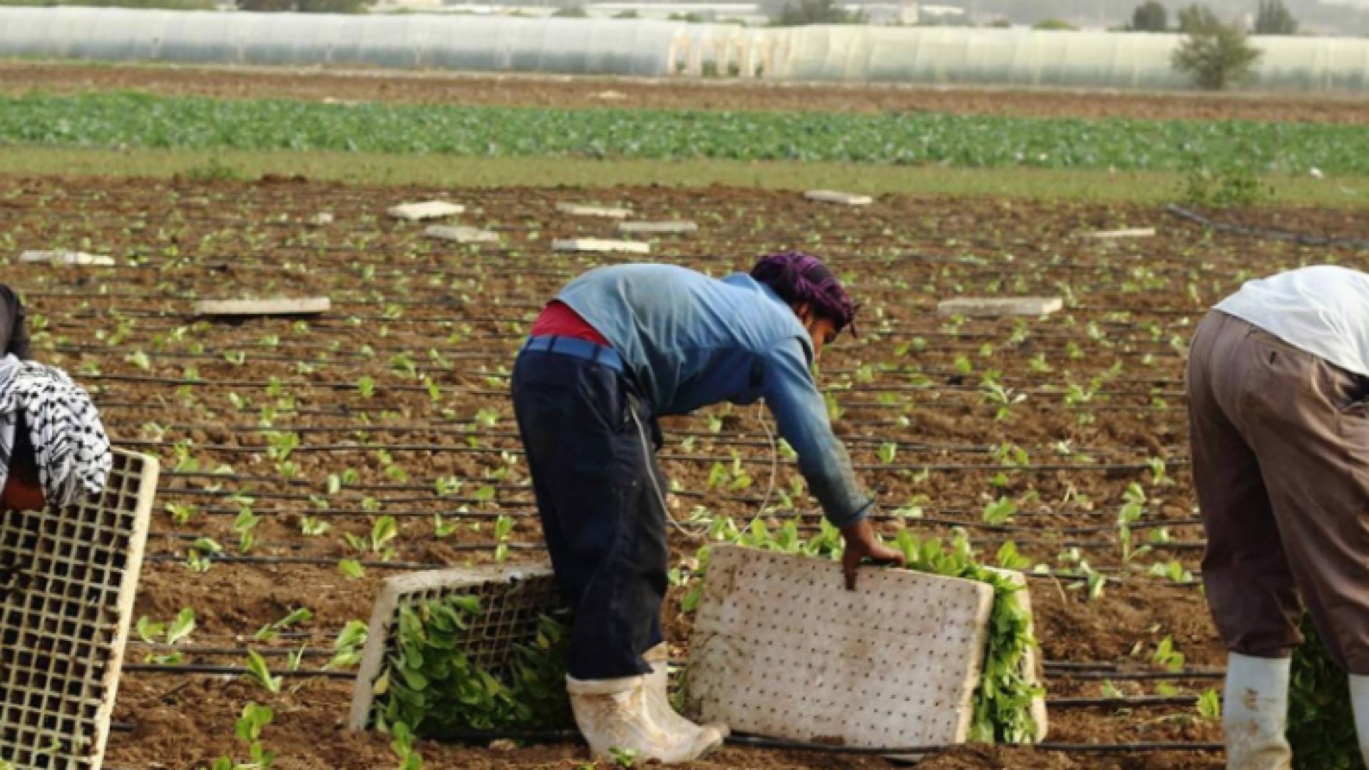 إحدى المزارع في الأغوار