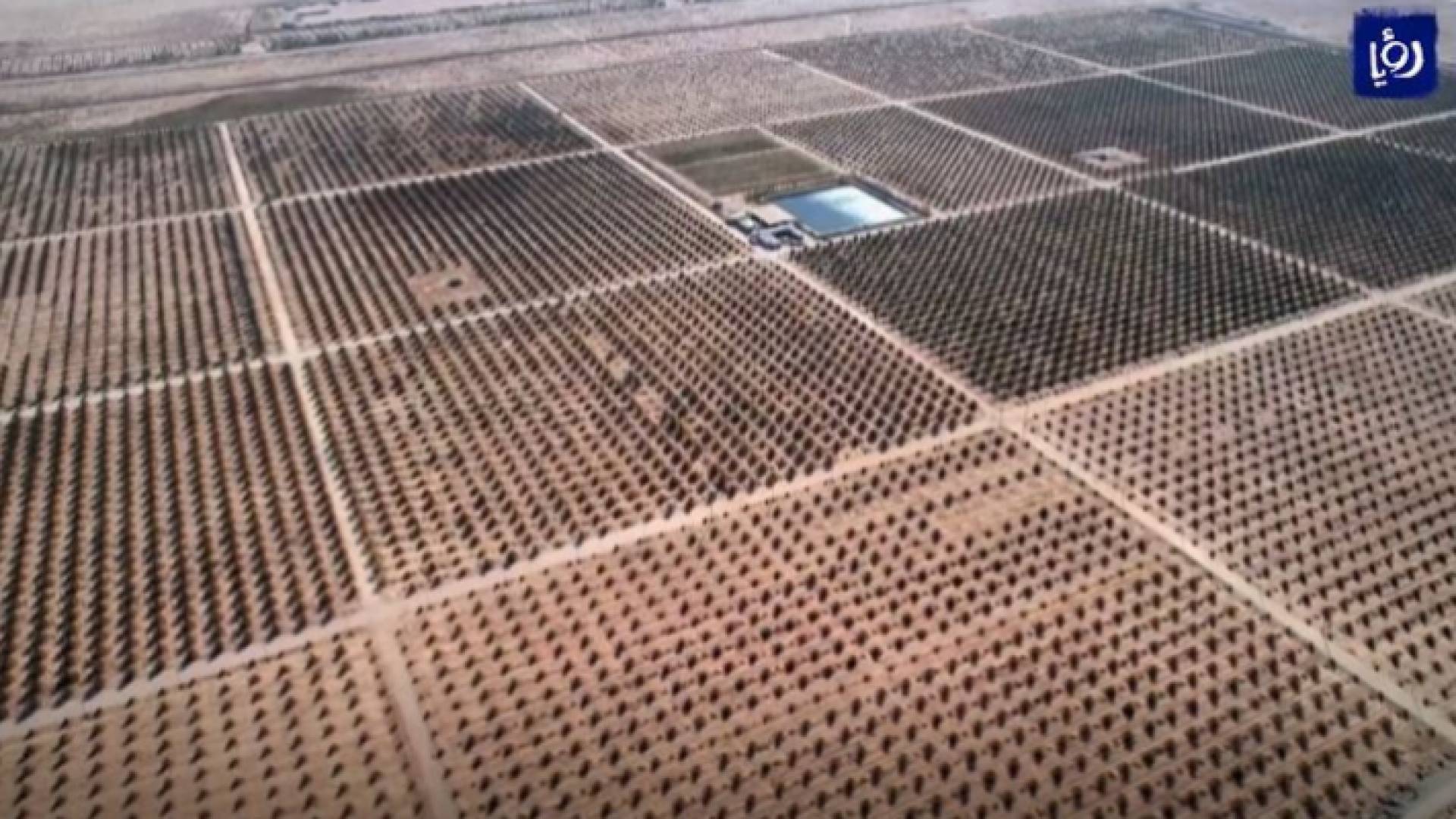 أشجار النخيل في العراق