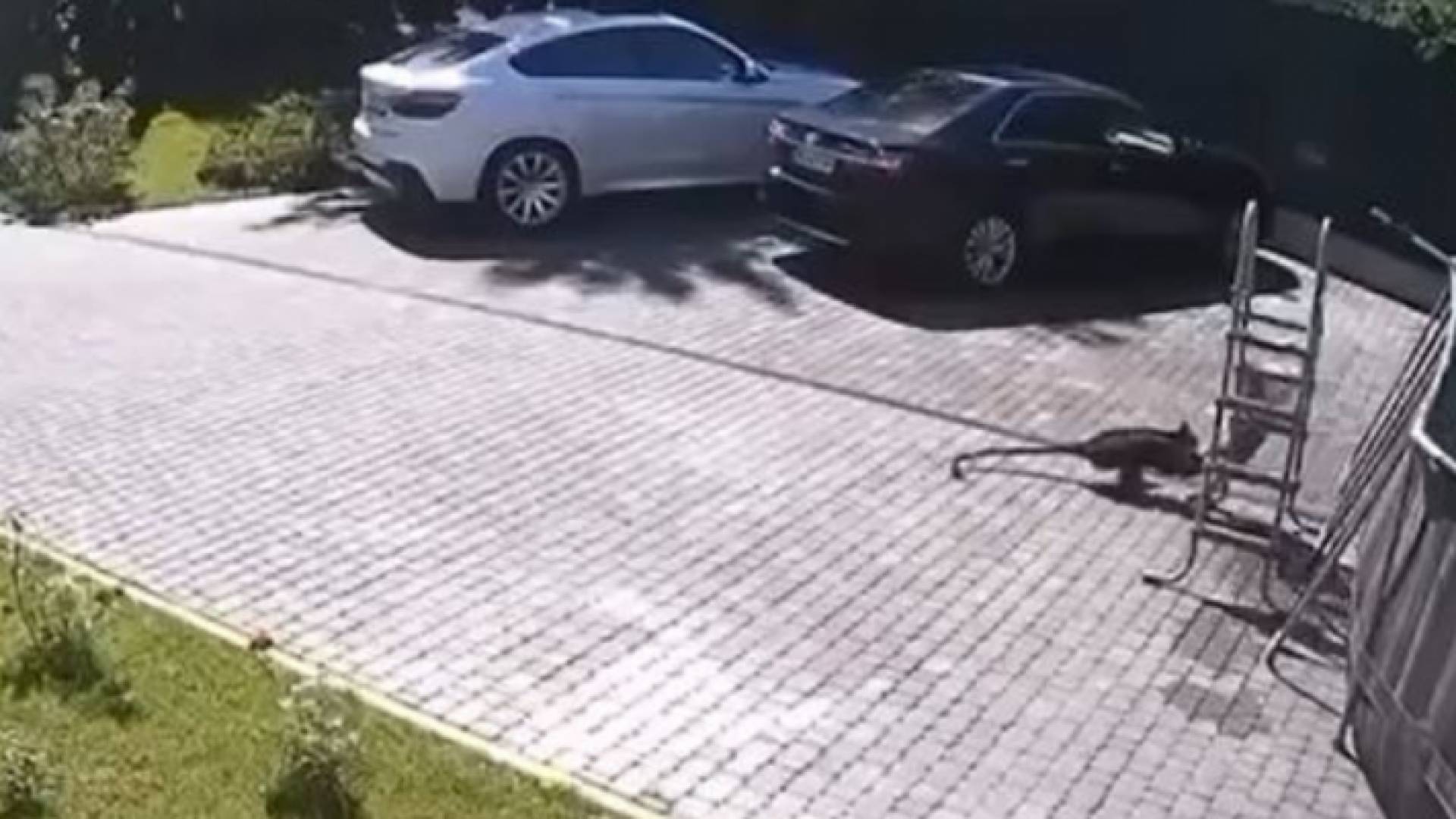 قرد يحاول خطف طفلة من حديقة المنزل