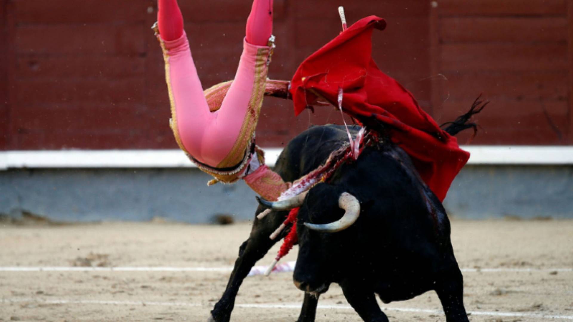 صورة توضيحية لثور ينطح شخصا