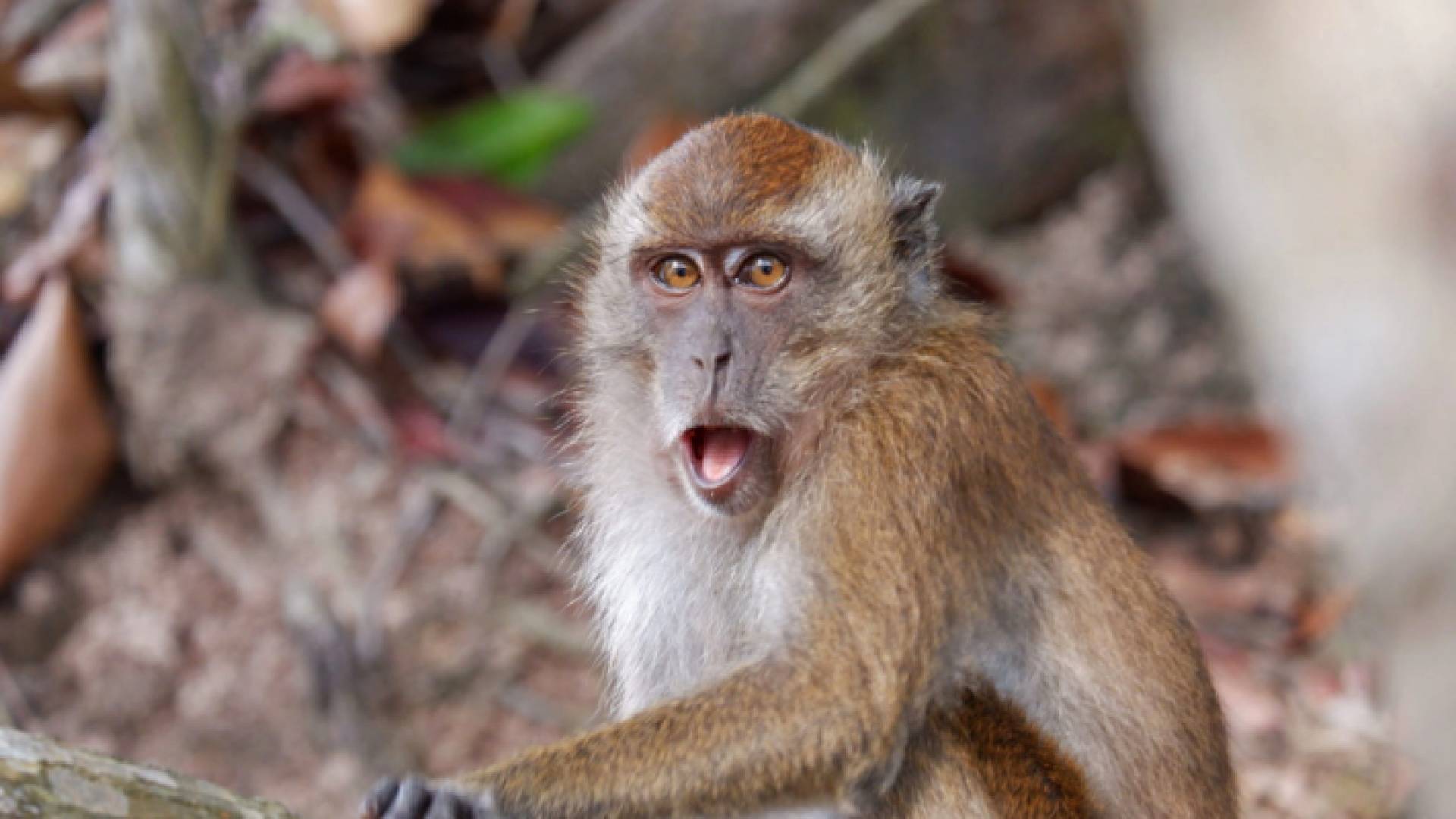 تعبيرية صورة لقرد