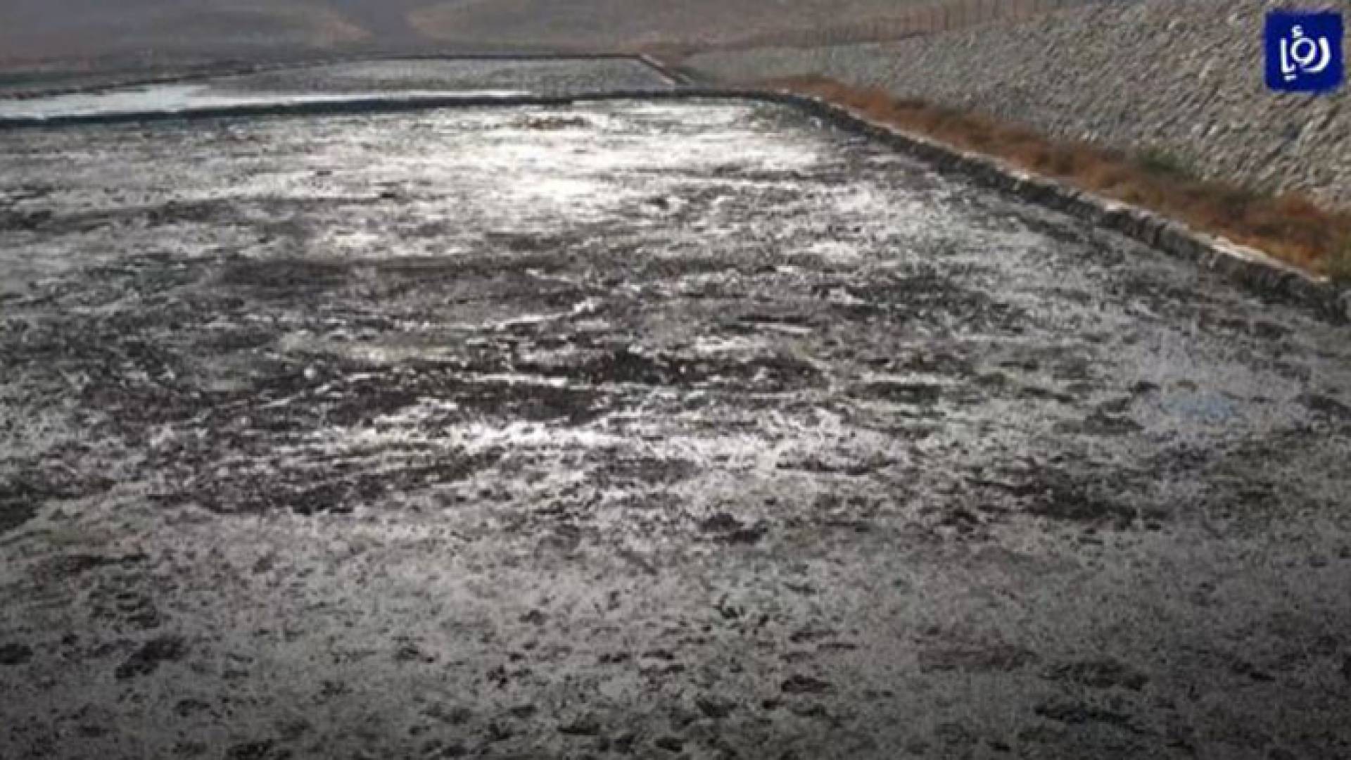 جانب من مادة الزيبار في إحدى الأراضي بمحافظة إربد